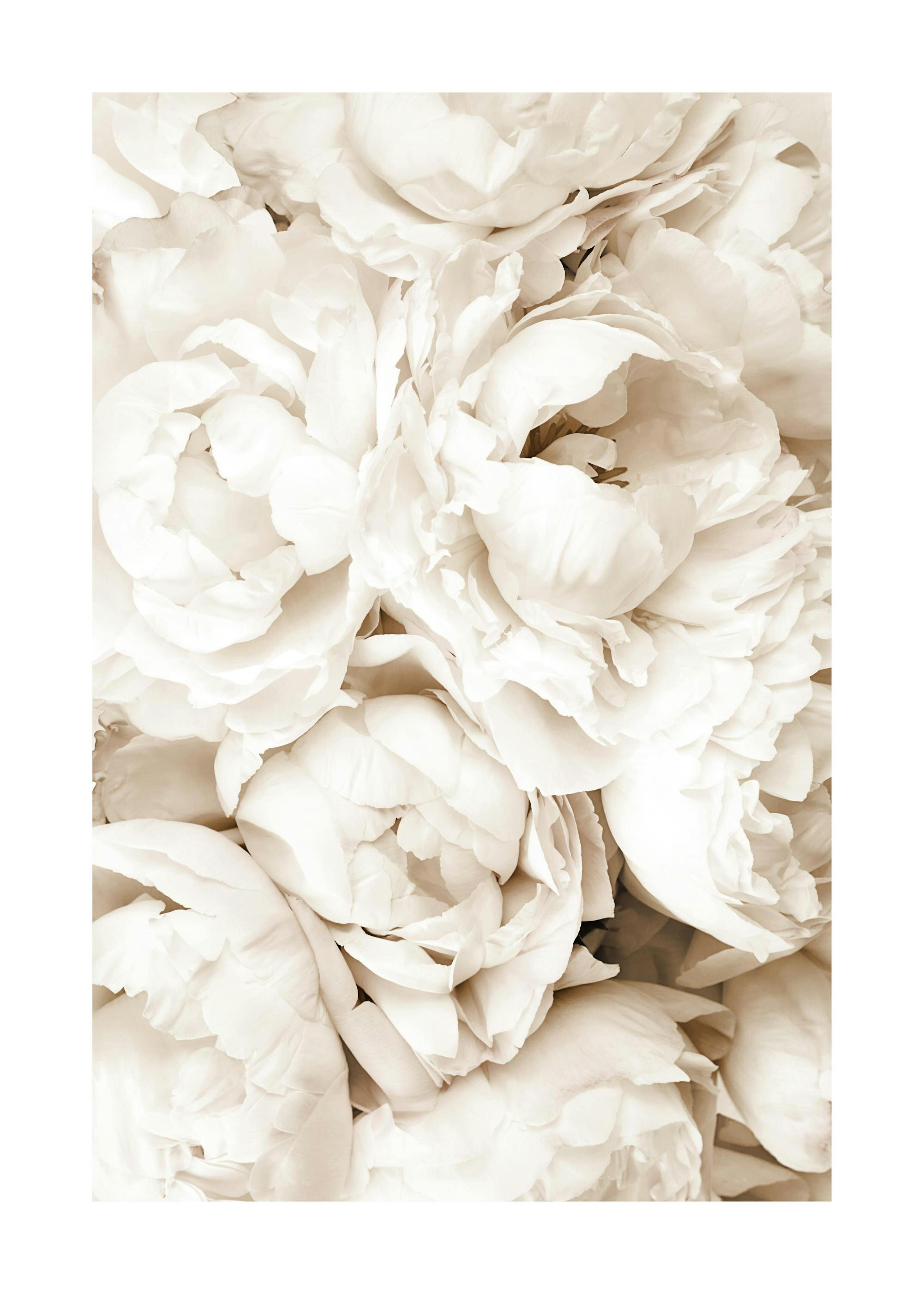 White Peonies Poster 0