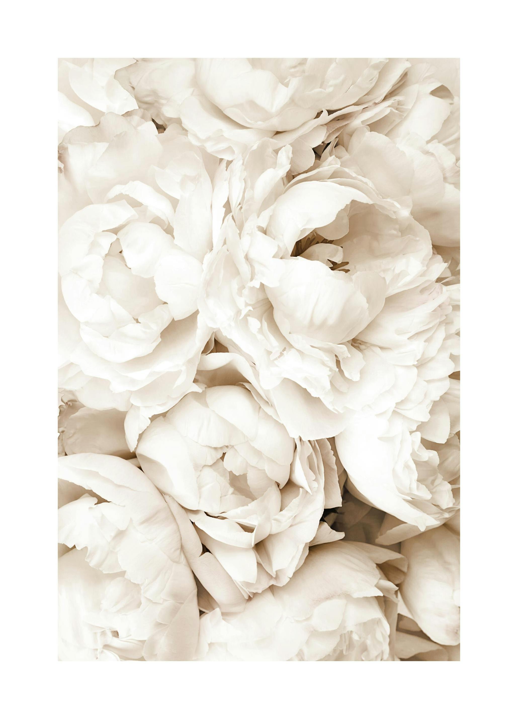 Vita Pioner Poster (40x50 cm) - Poster Store