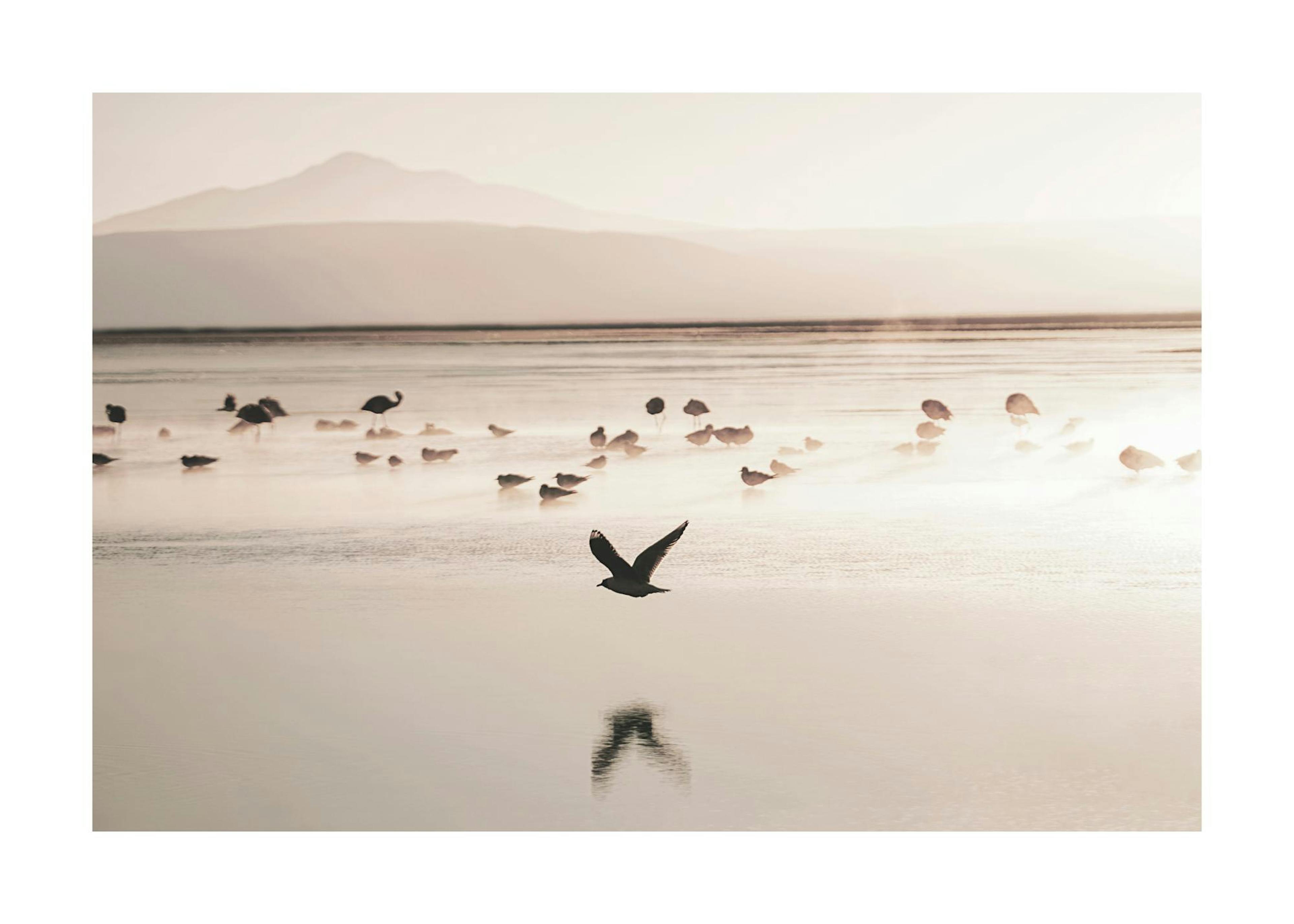 Beach Birds Poster 0