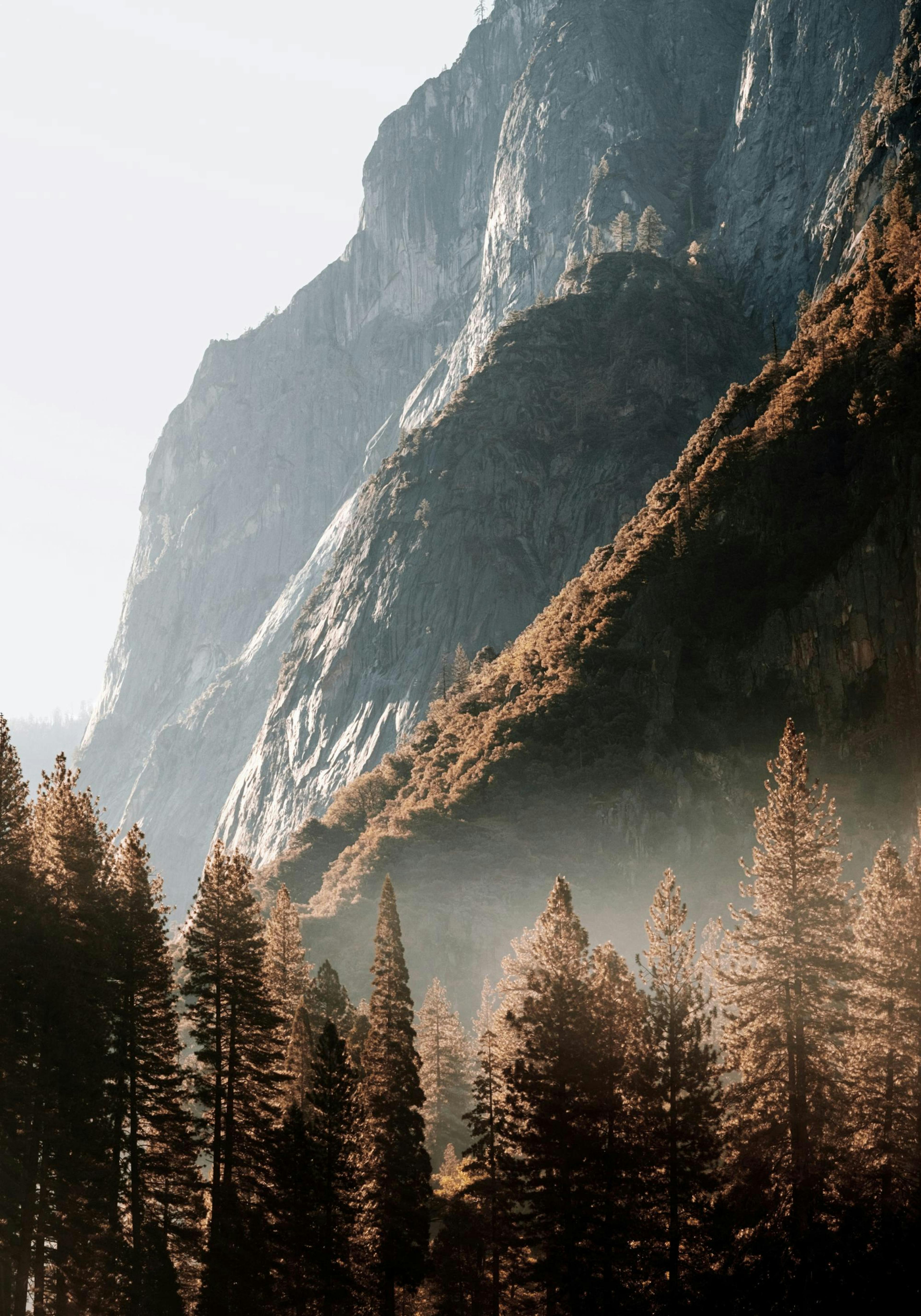 Forest in the Valley Poster thumbnail