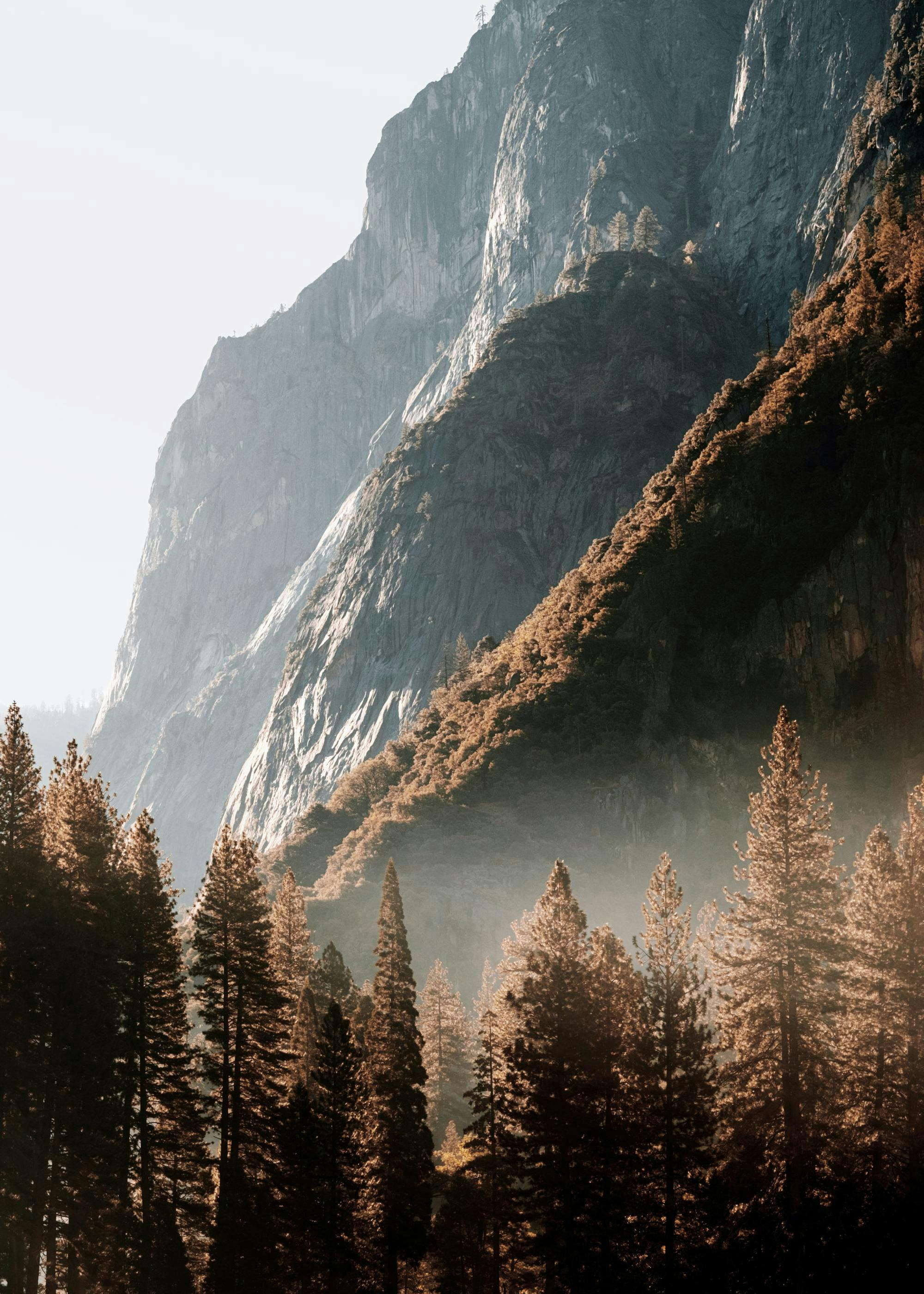Forest in the Valley Poster 0