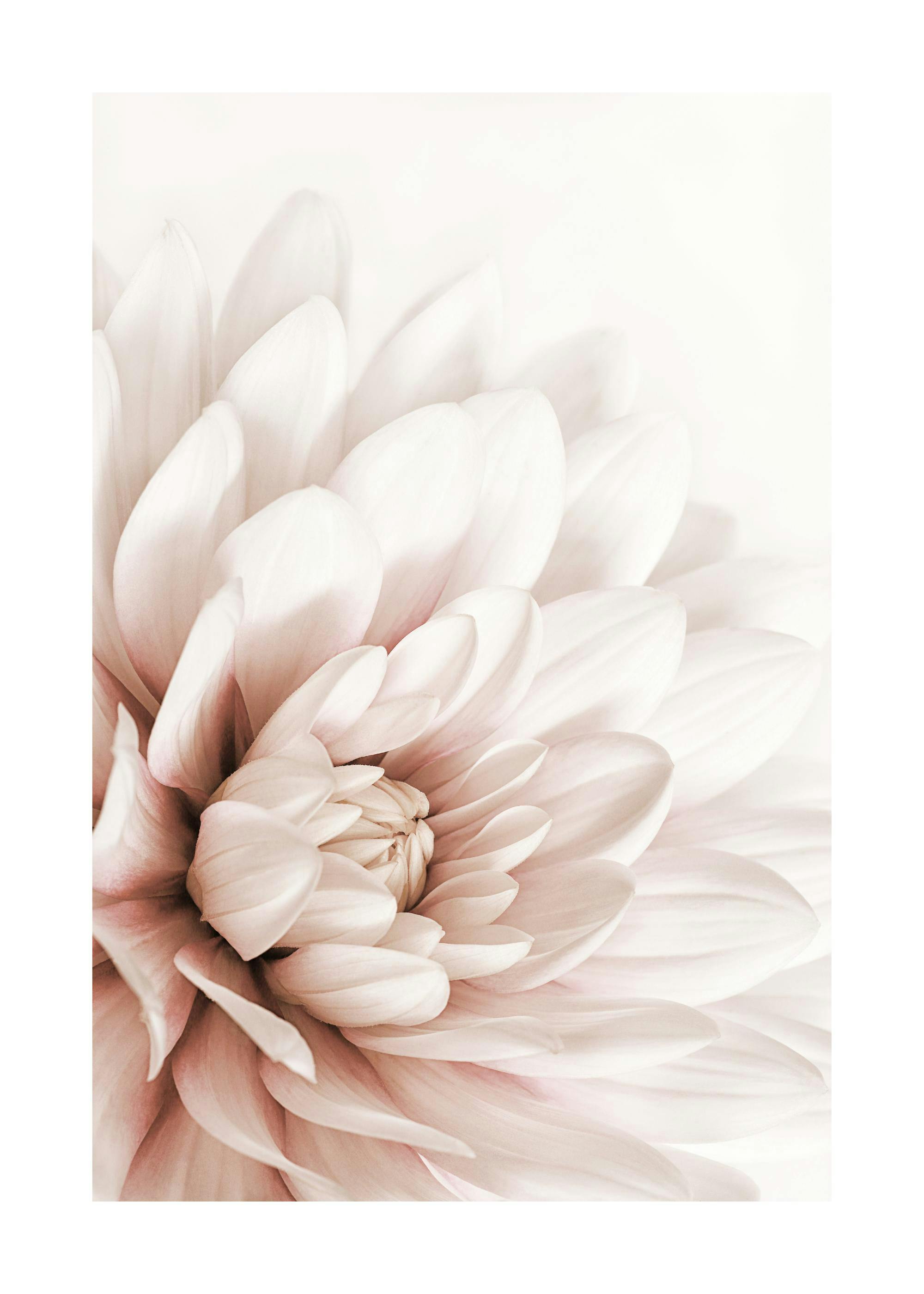 Blush Pink Dahlia Poster 0