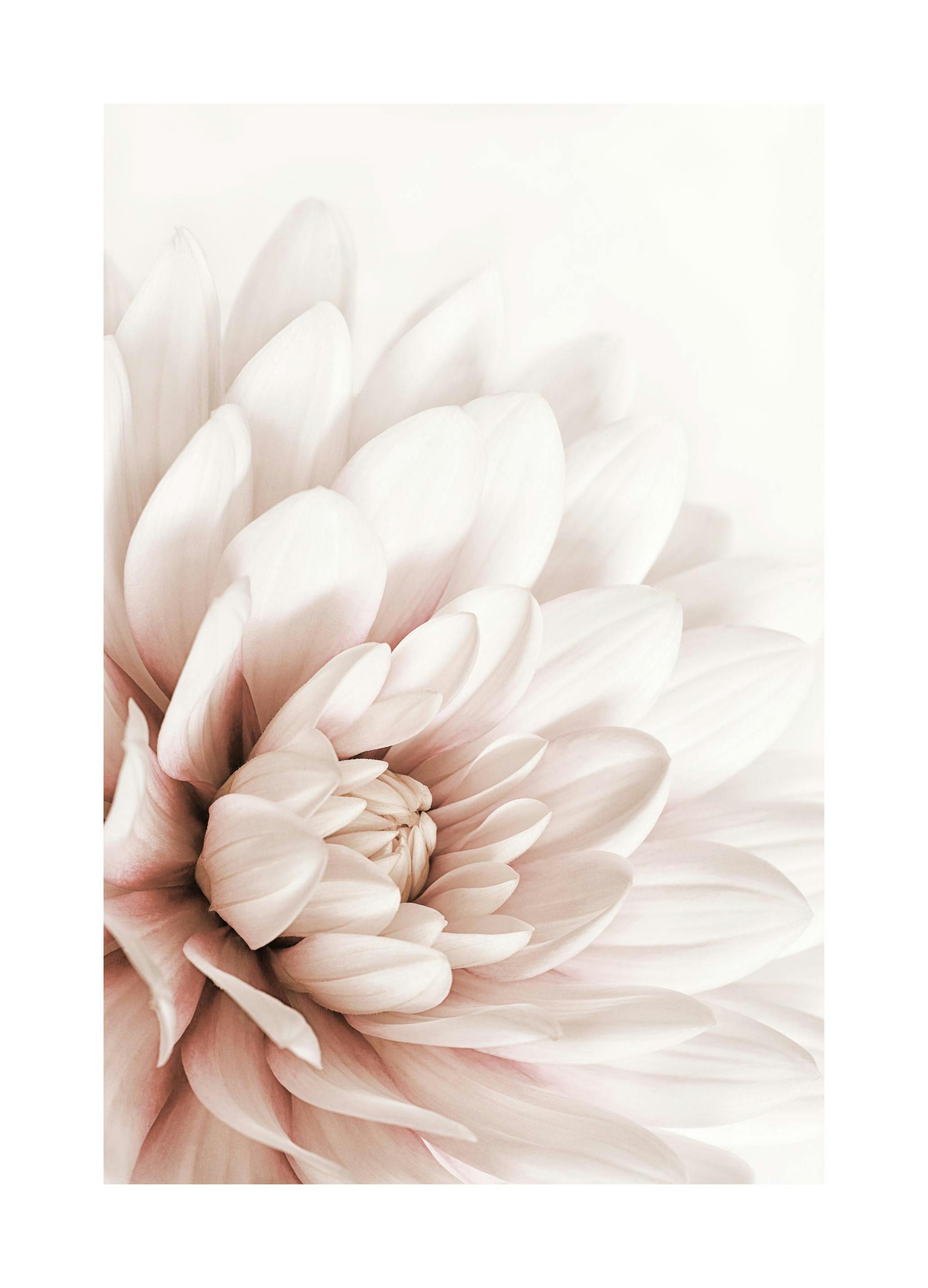 Blush Pink Dahlia Poster (30x40 cm) - Poster Store