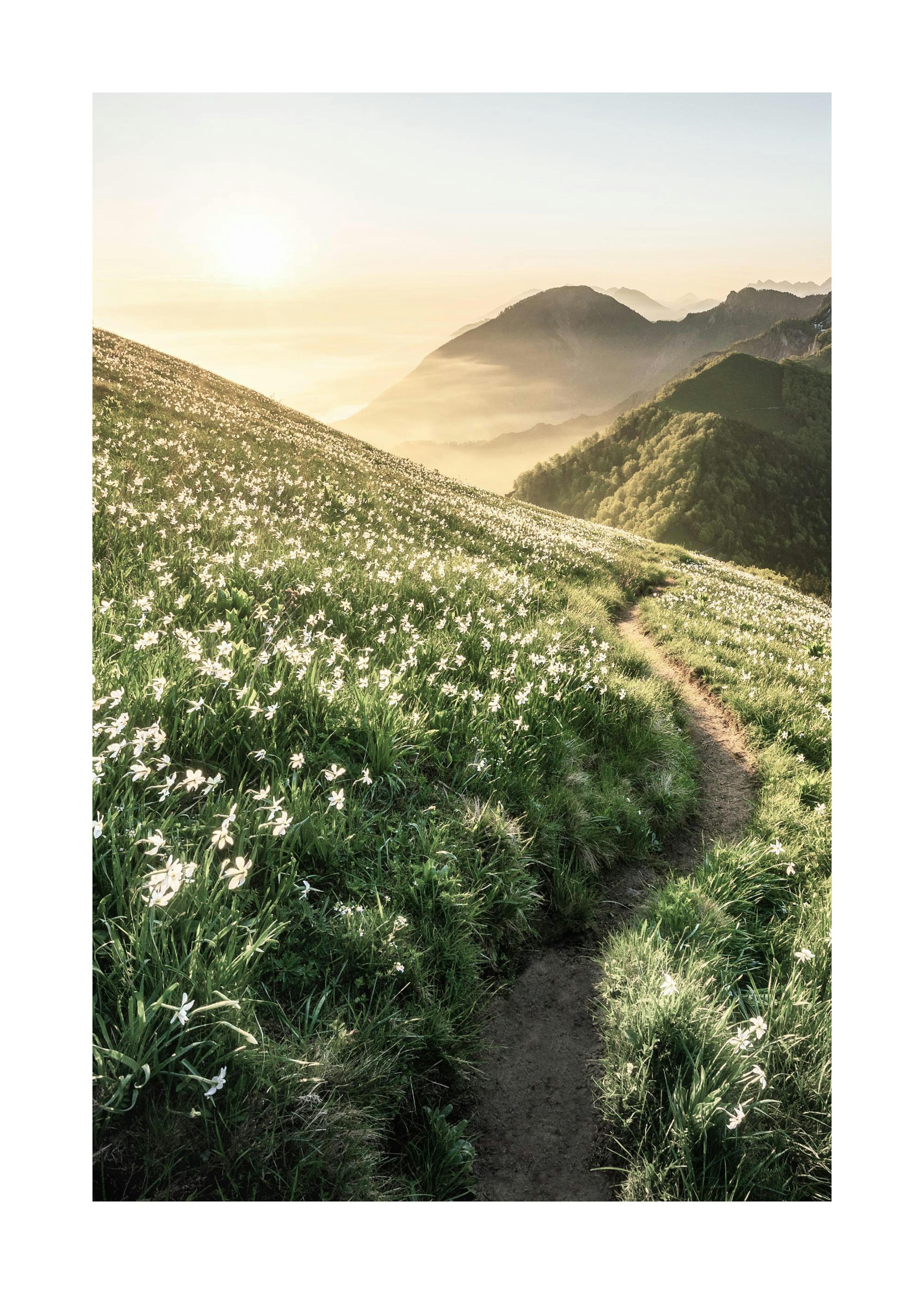 Sentiero Tramonto Poster 0