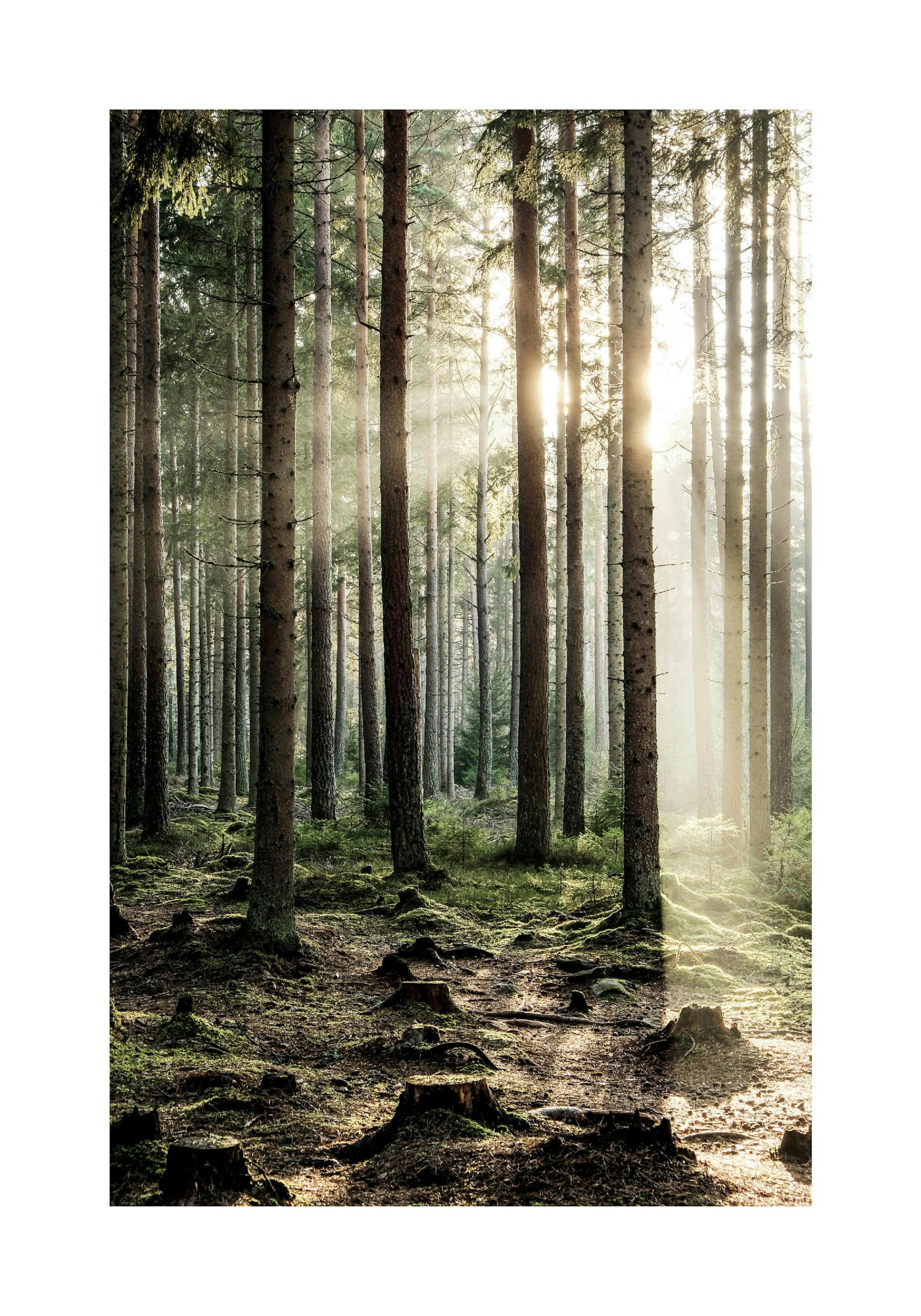 Sunshine Forest Poster thumbnail