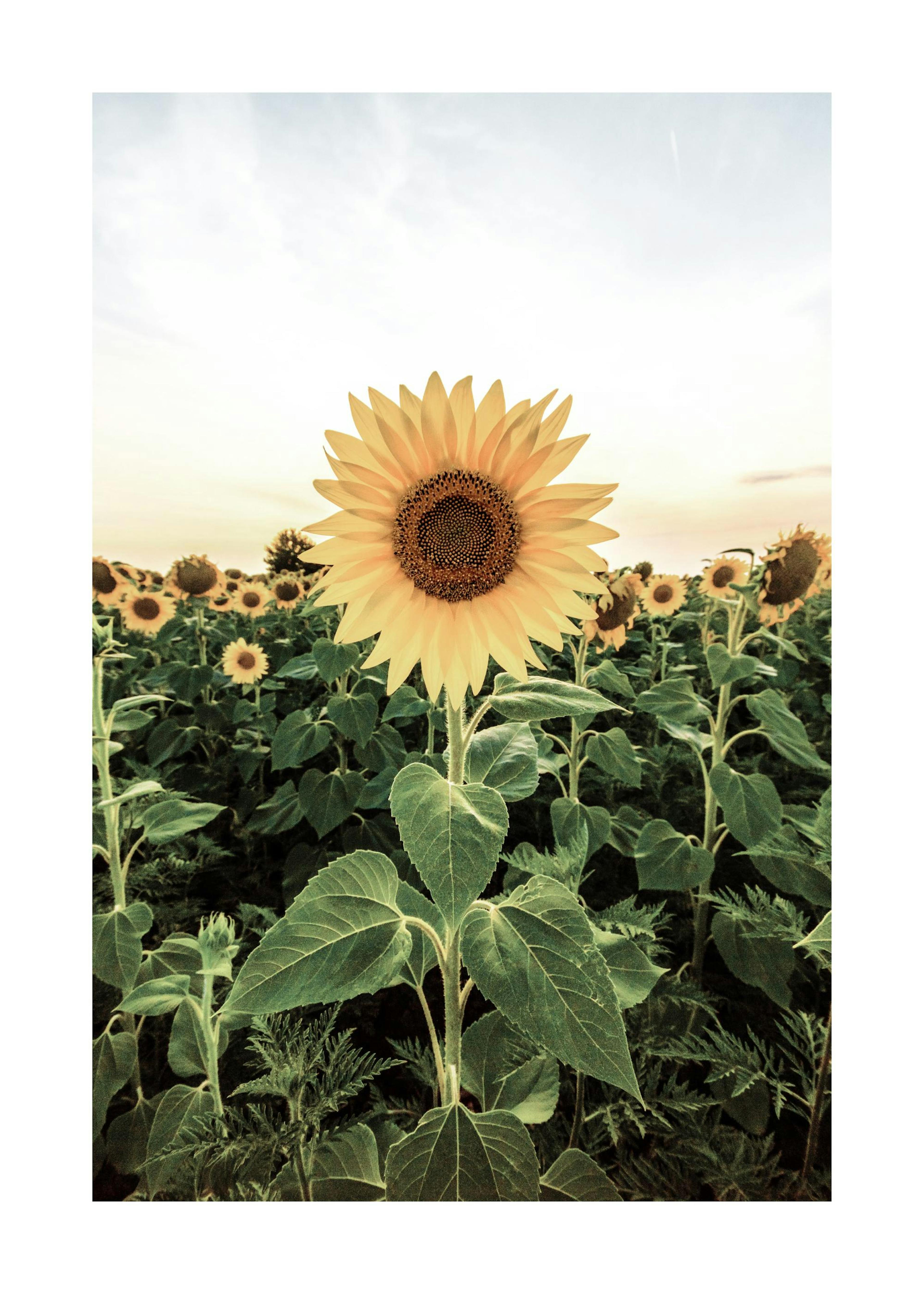 Zonnebloemenveld Poster 0