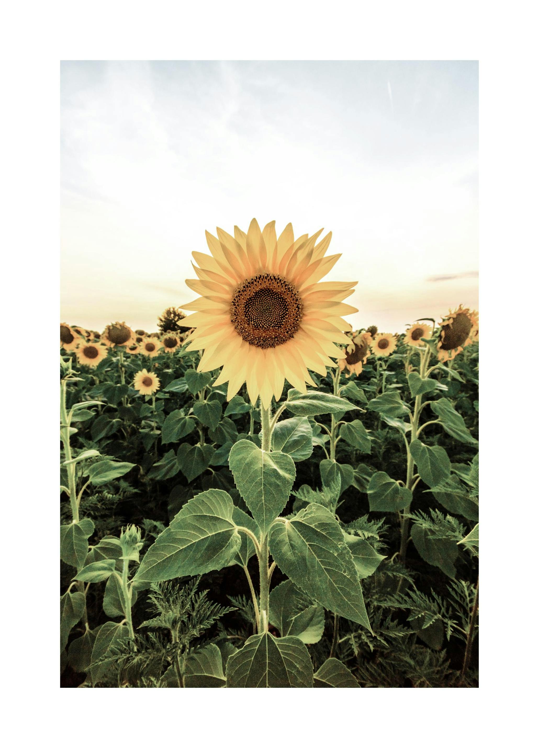 Zonnebloemenveld Poster (30x40 cm) - Poster Store
