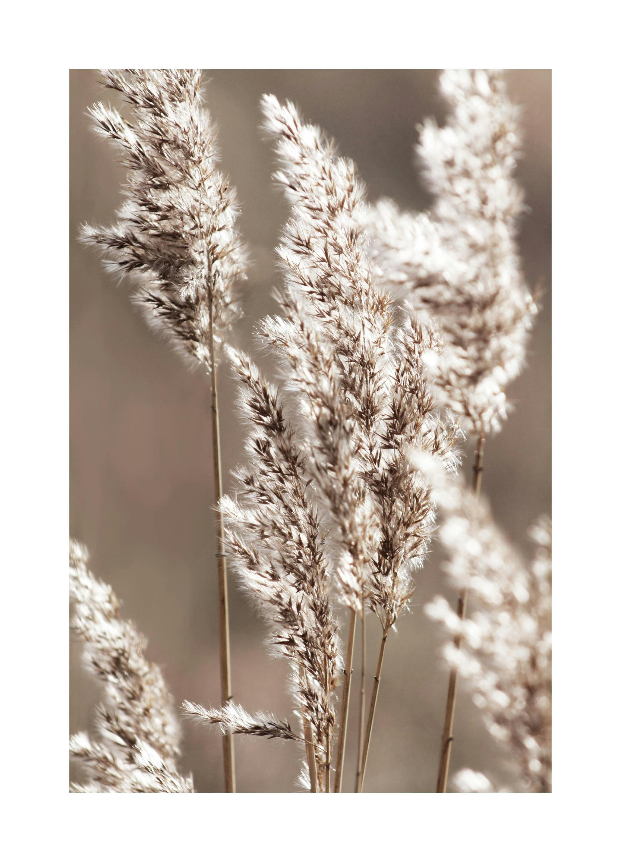 Herfstweide Poster (50x70 cm) - Poster Store