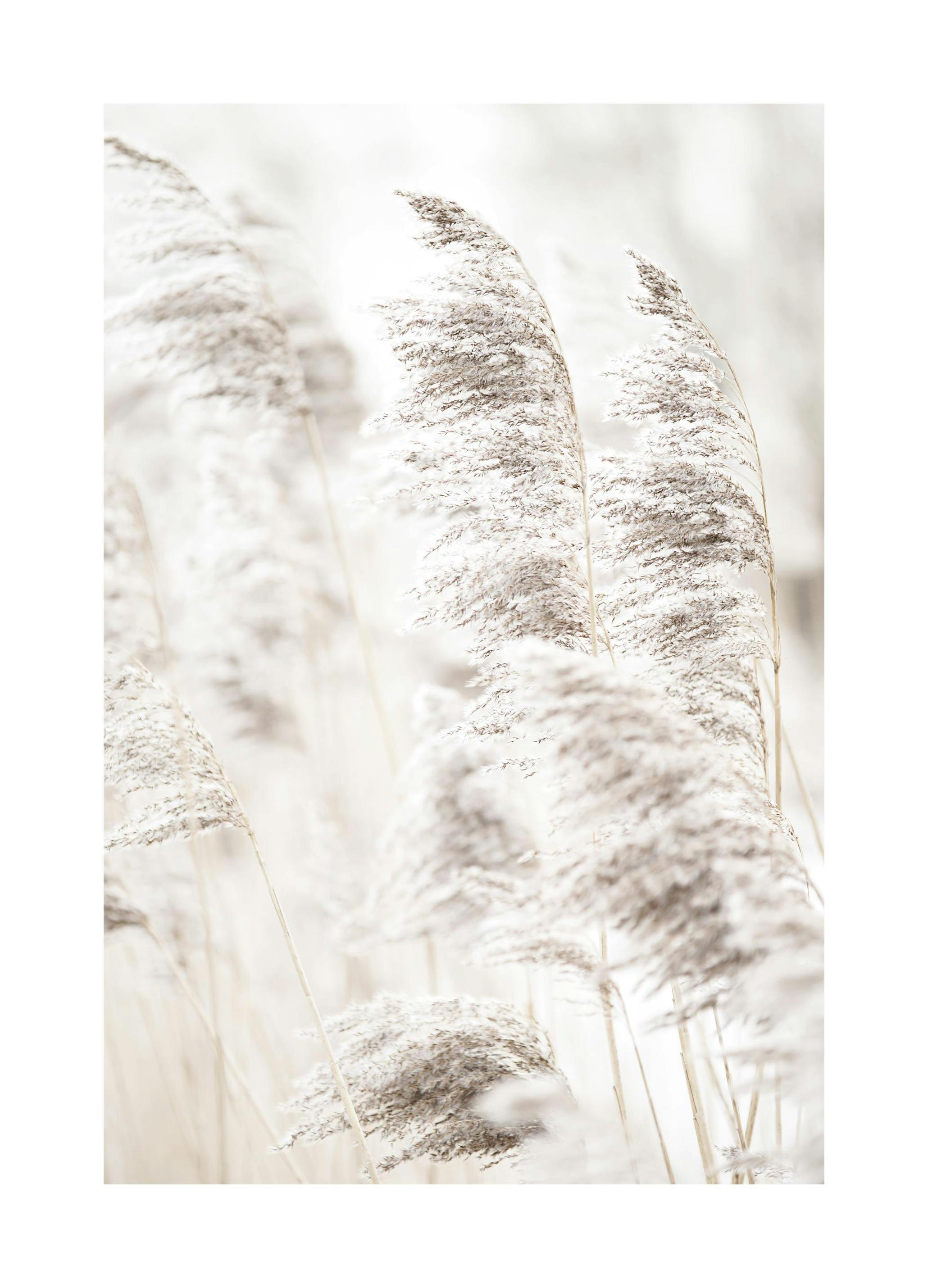Riet in Zonlicht Poster (21x30 cm) - Poster Store