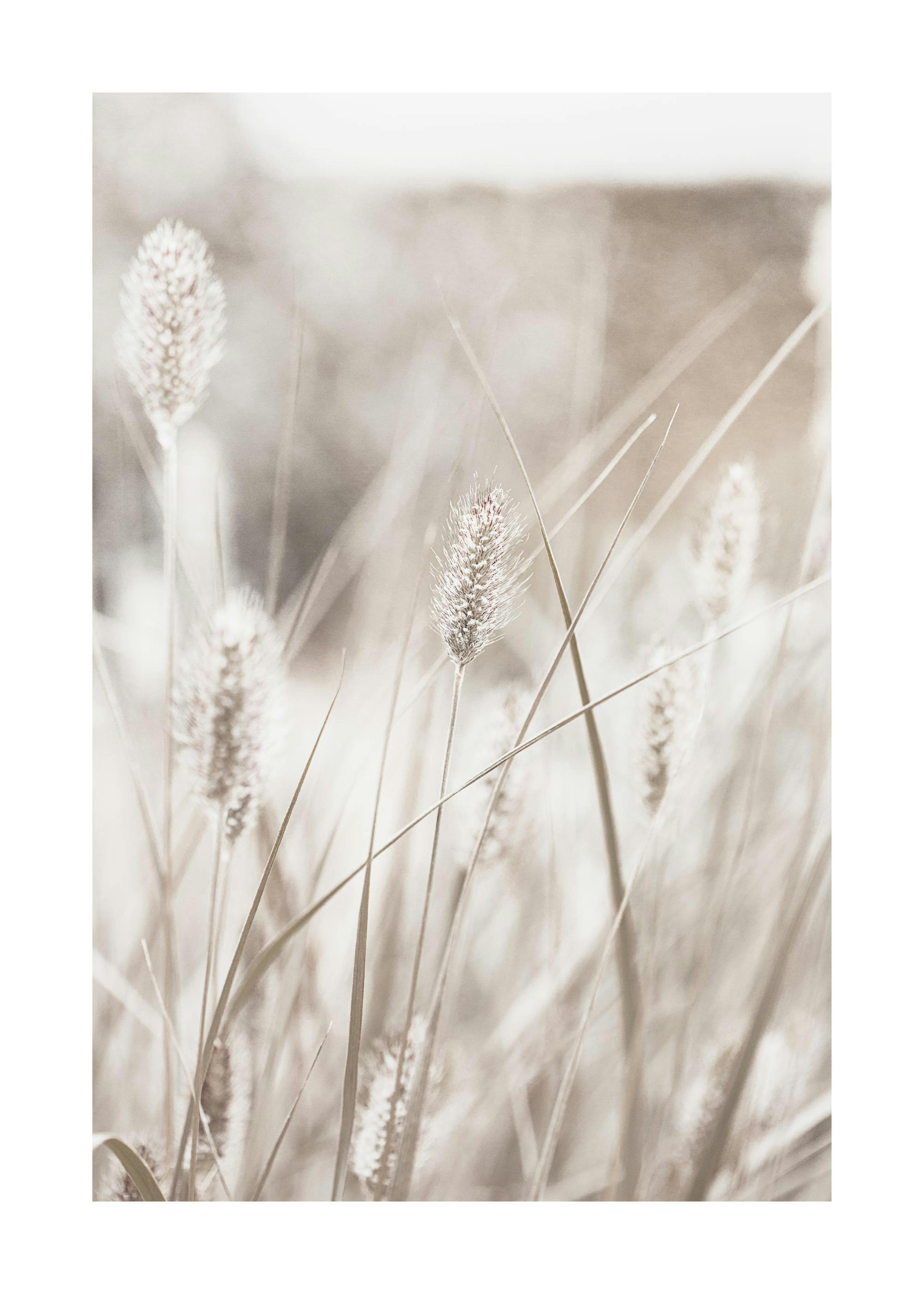 Gras in Zonlicht Poster 0