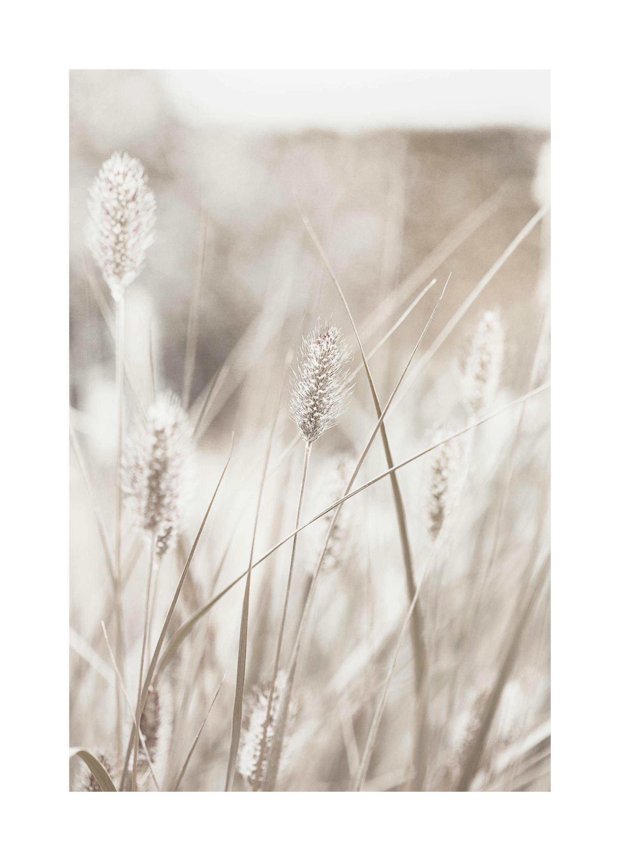 Gras in Zonlicht Poster (30x40 cm) - Poster Store