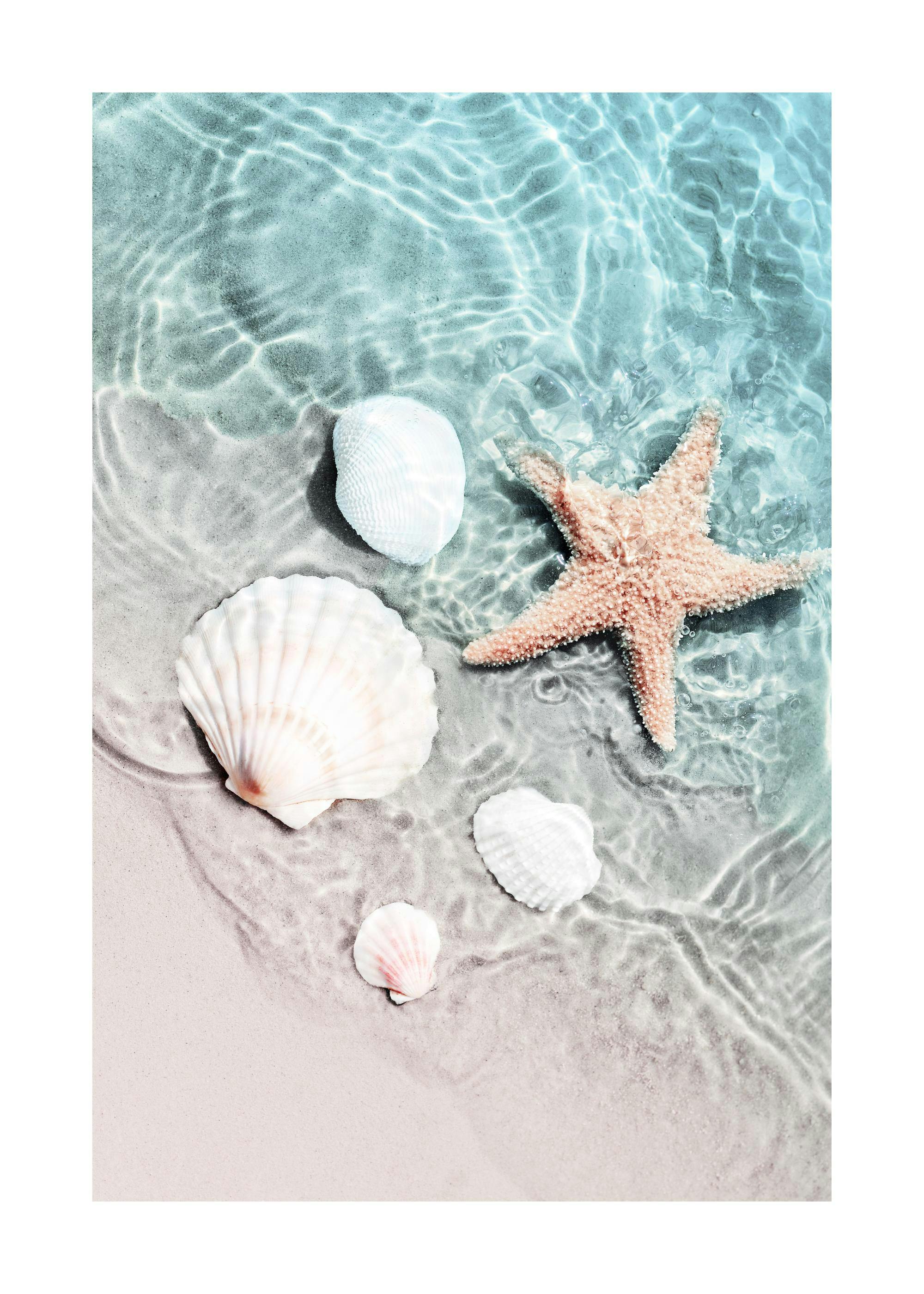 Starfish and Seashell Poster 0