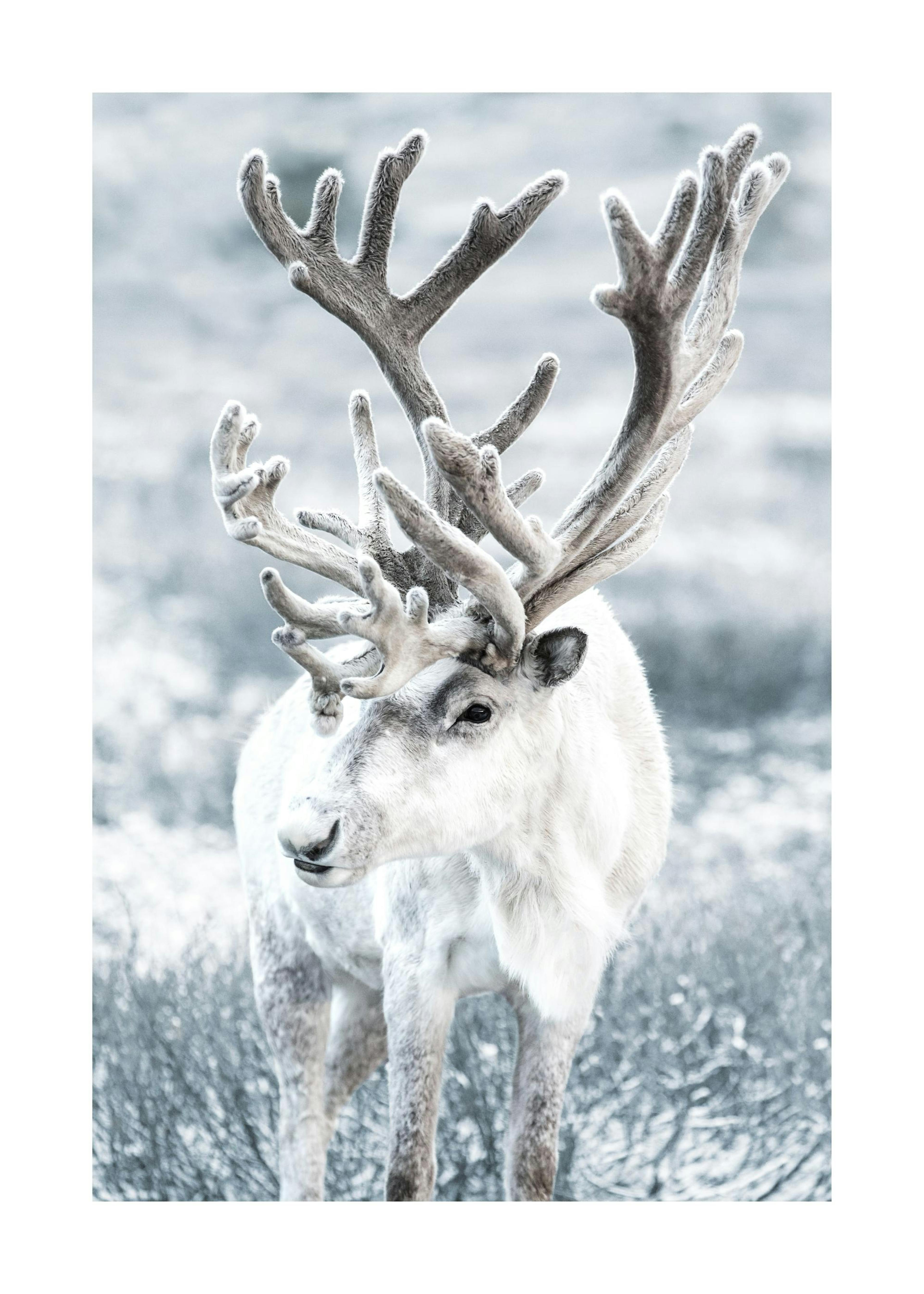 Plakat Zimowy Renifer 0