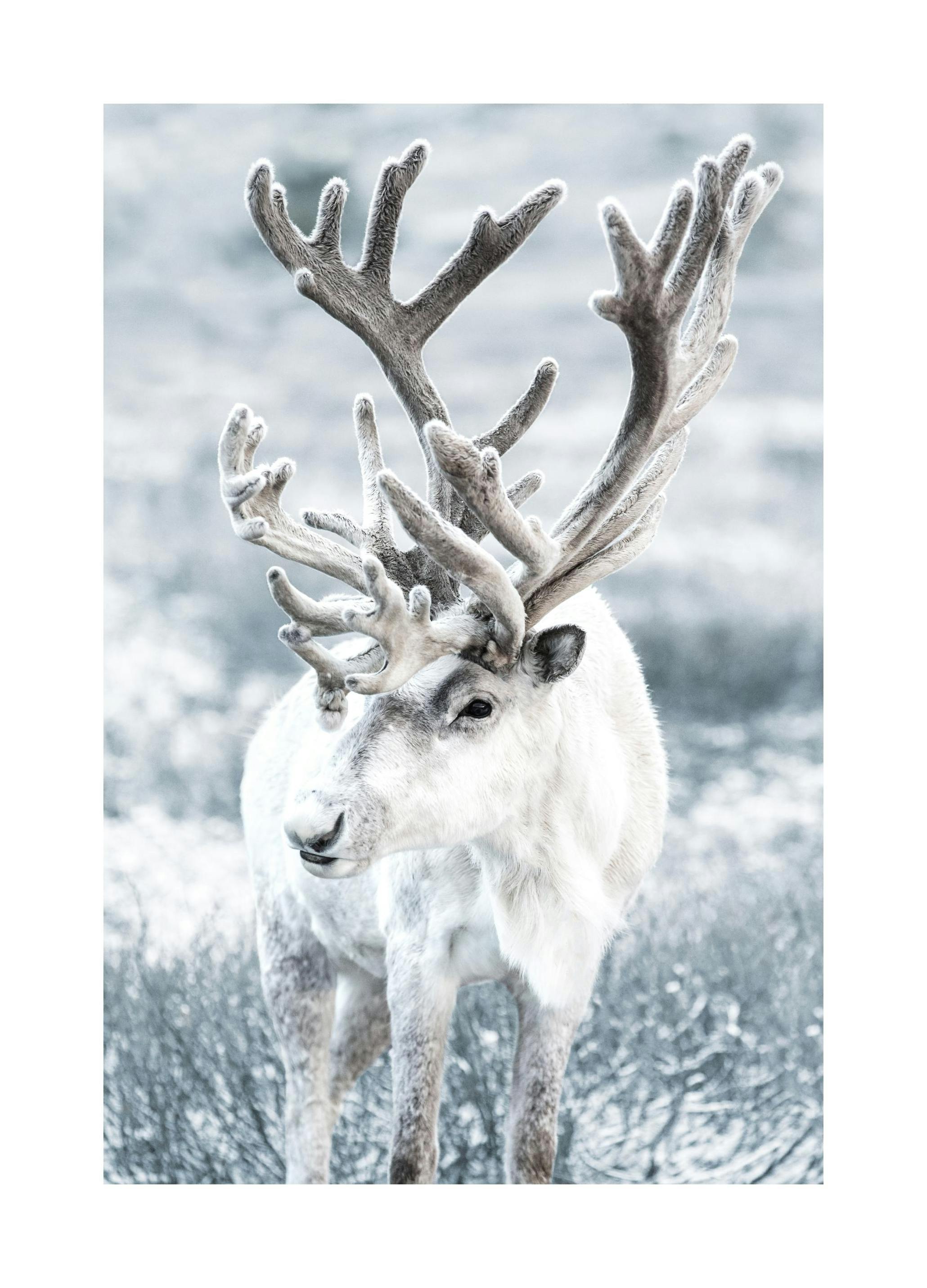 Vinter Reinsdyr Poster (21x30 cm) - Poster Store