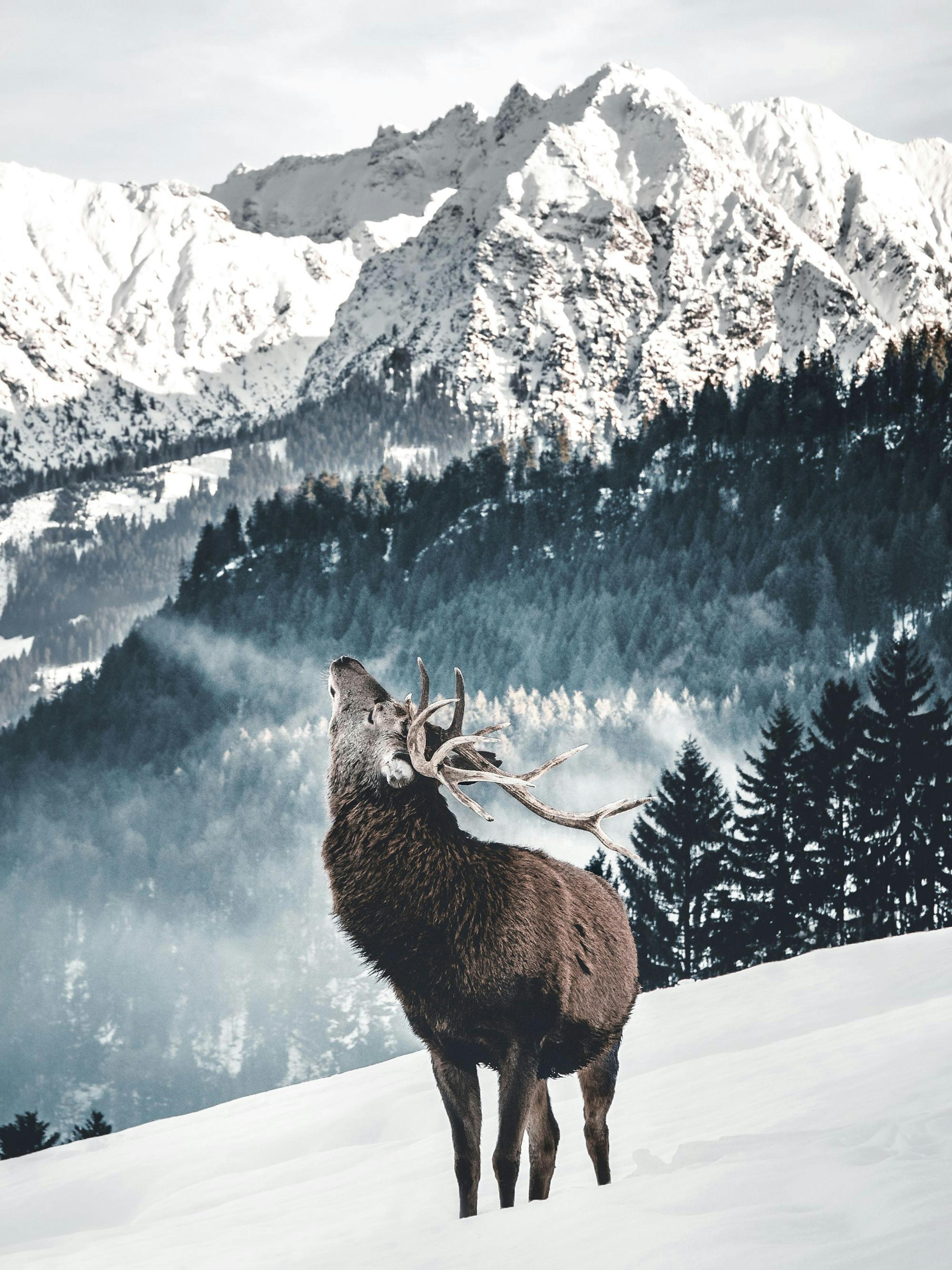 Winter Deer Poster thumbnail