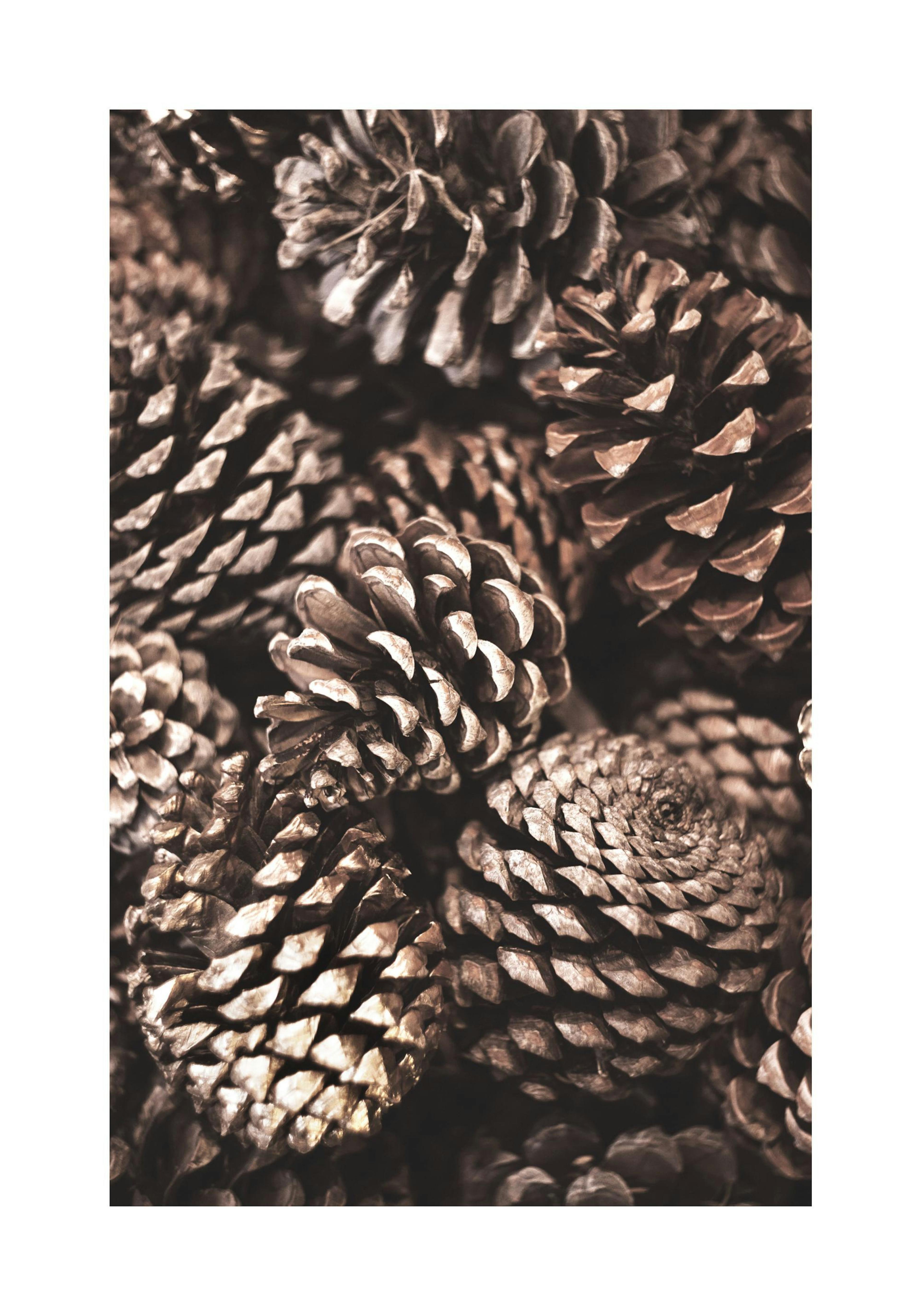 Pine Cones Poster thumbnail