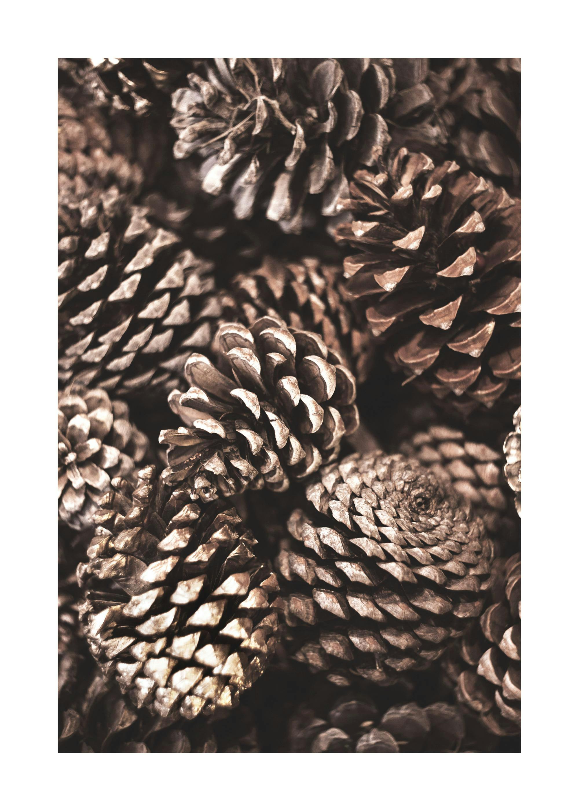 Pine Cones Poster 0