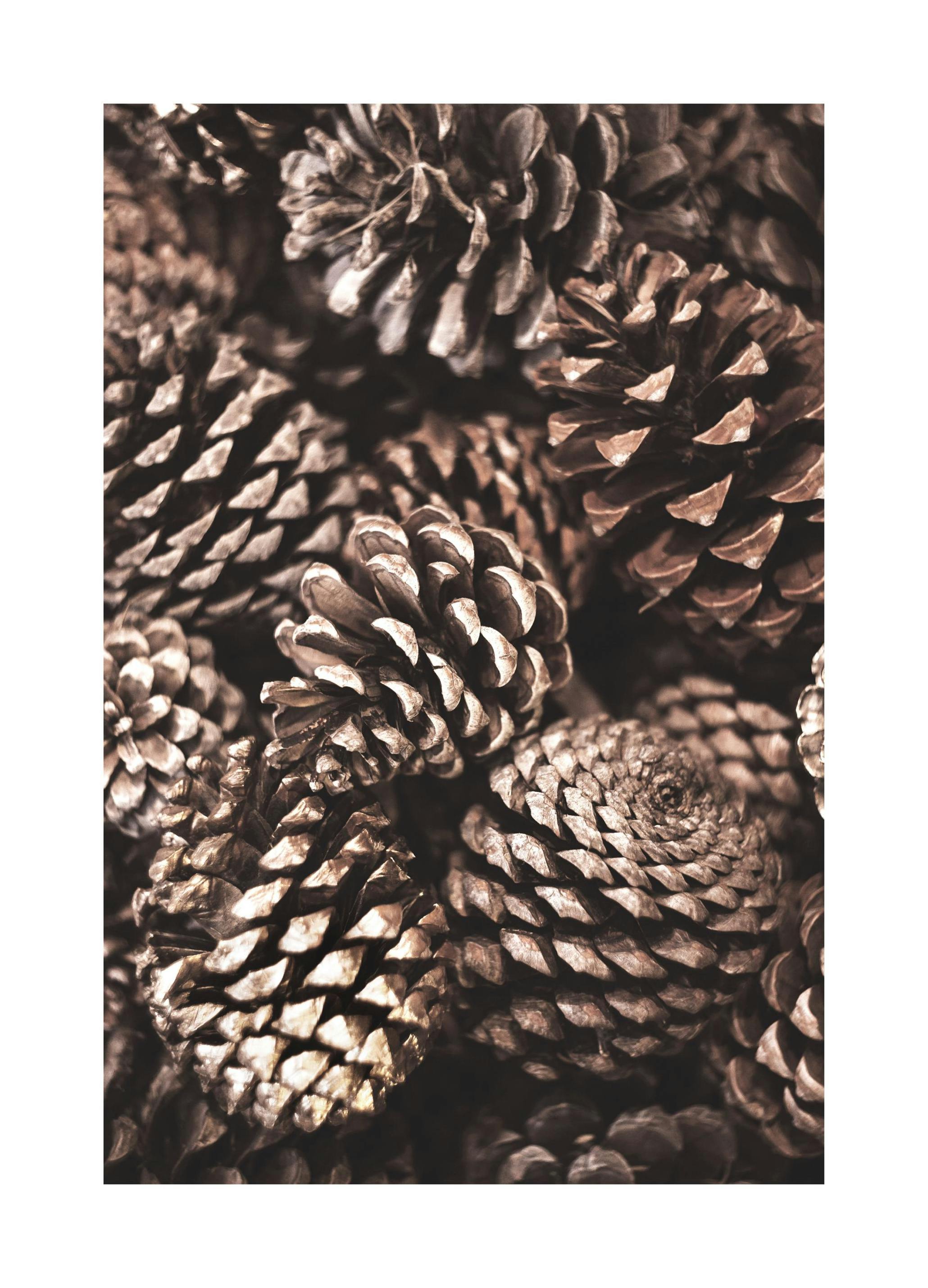 Plakat Szyszki (40x50 cm) - Poster Store
