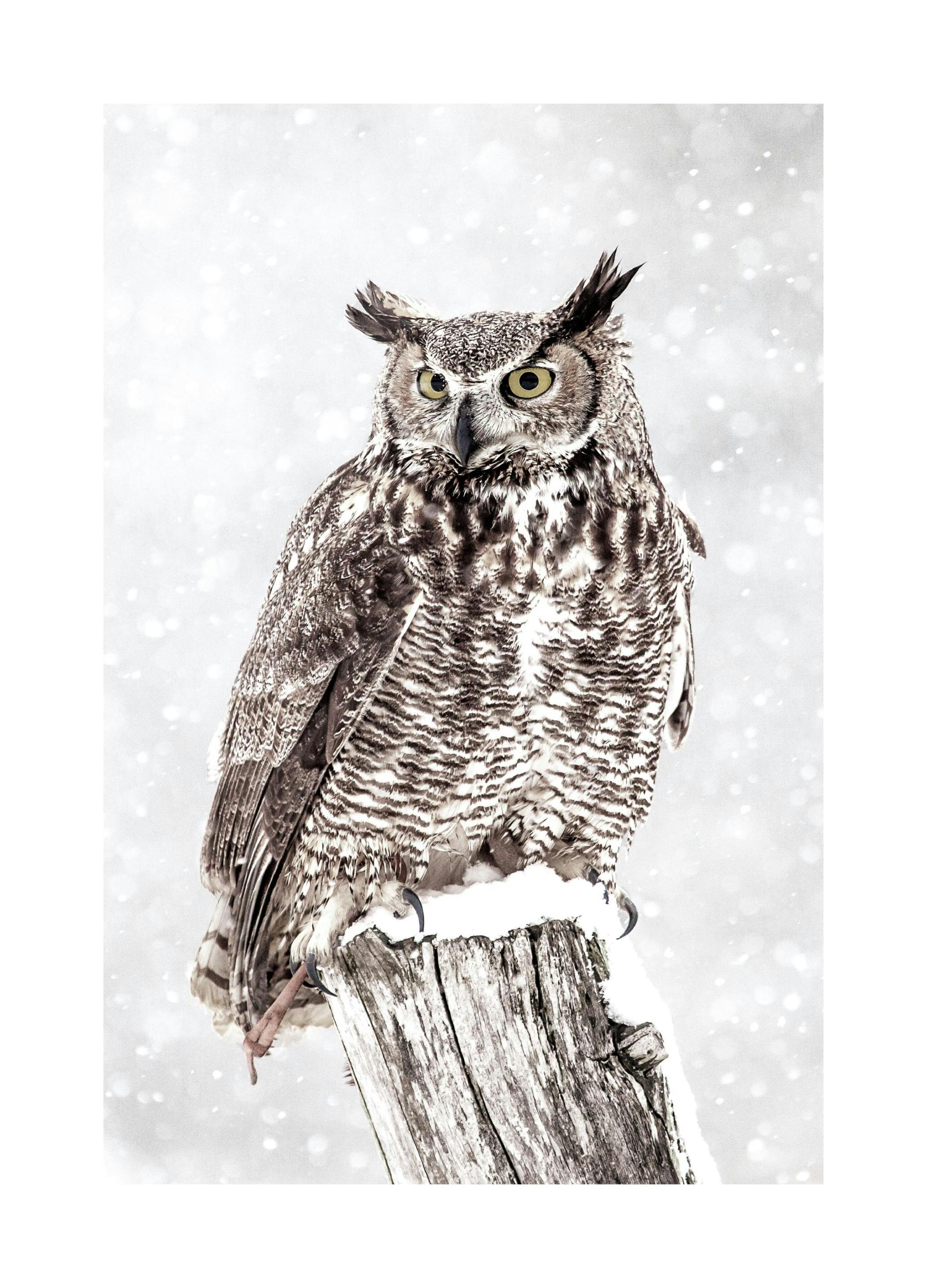 Uil in de Sneeuw Poster (21x30 cm) - Poster Store