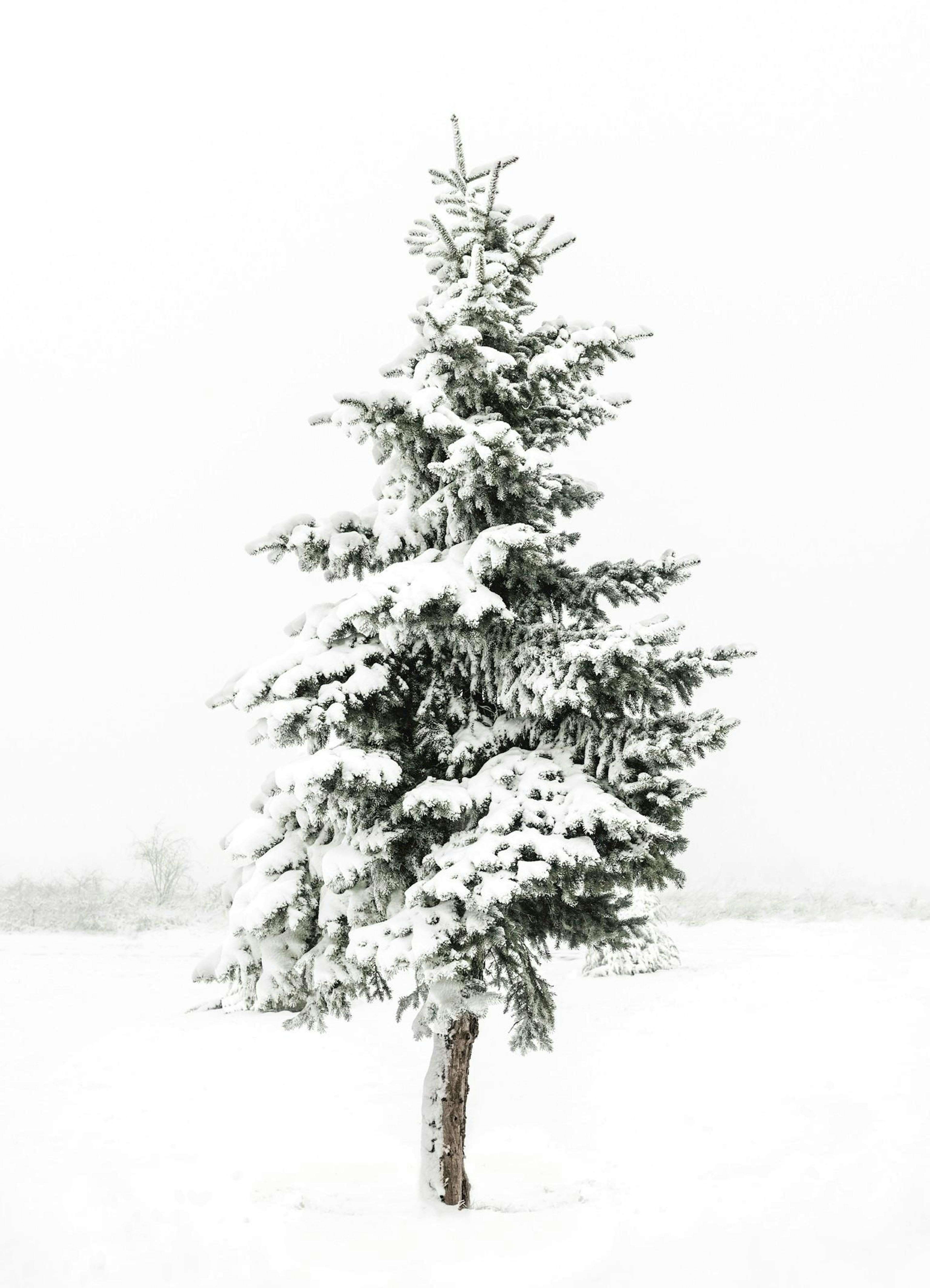 Snowy Spruce Poster thumbnail