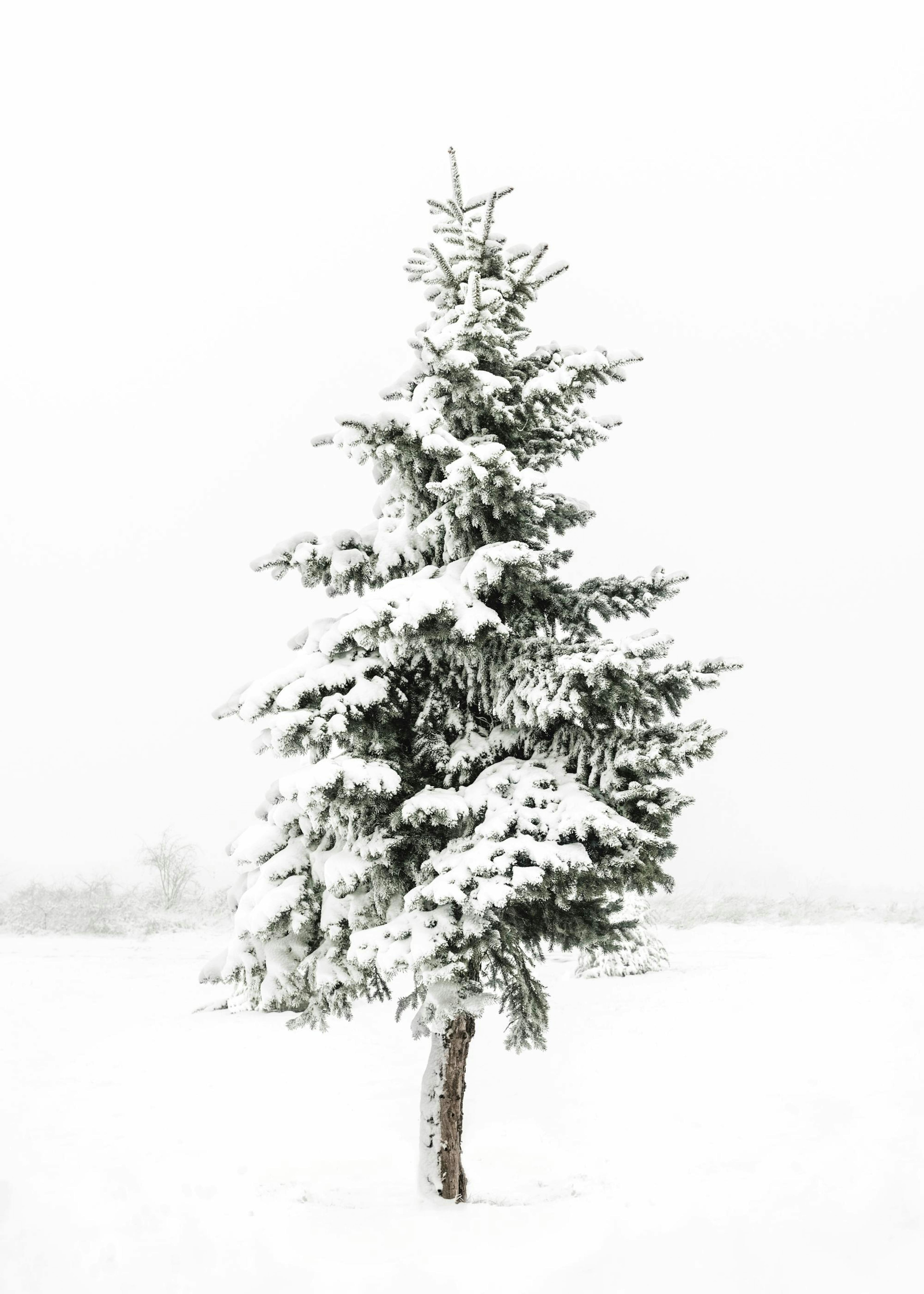 Abete Innevato Poster 0