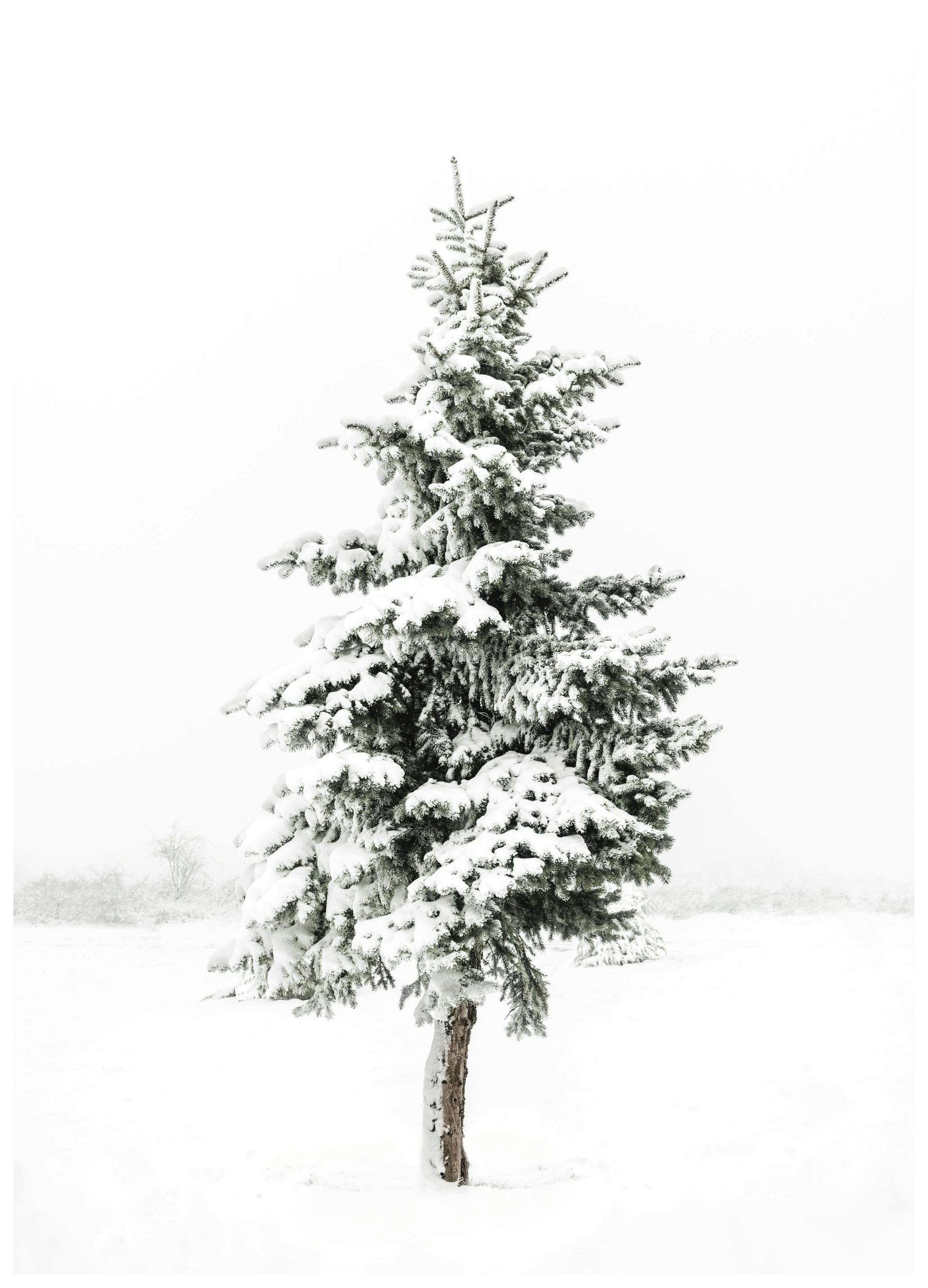 Abete Innevato Poster (40x50 cm) - Poster Store