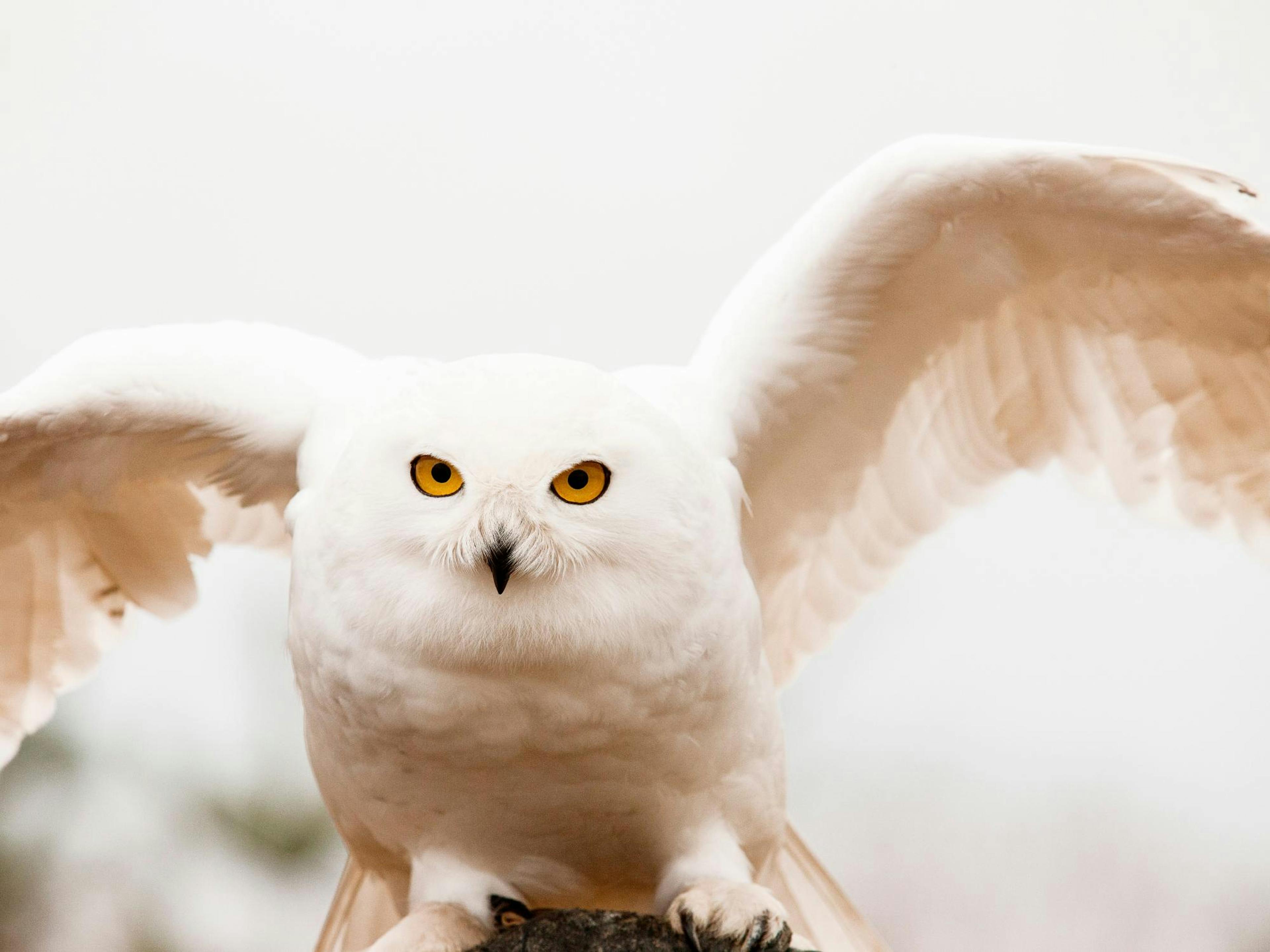 Hedwig Poster 0