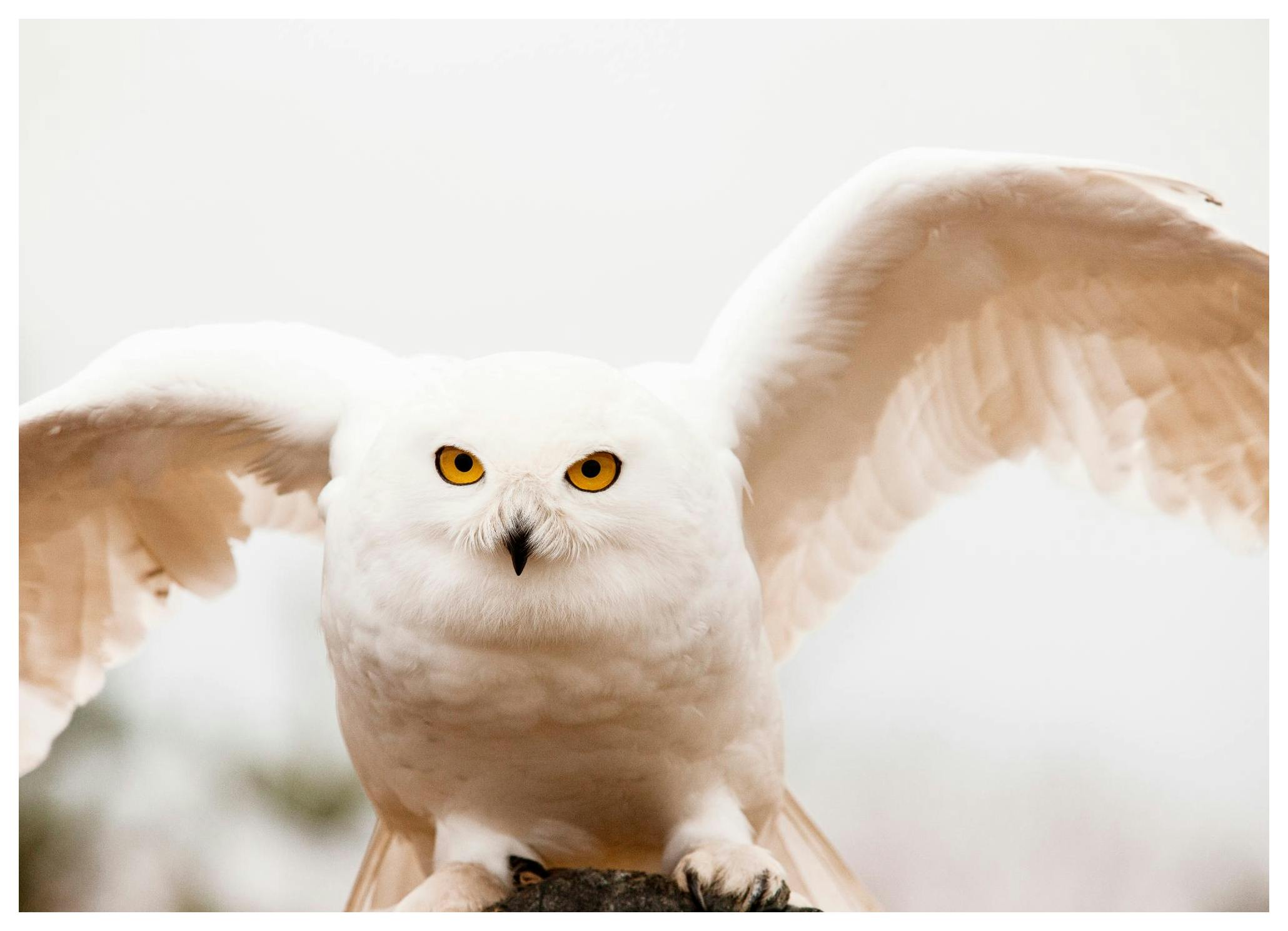 Hedwig Poster (21x30 cm) - Poster Store