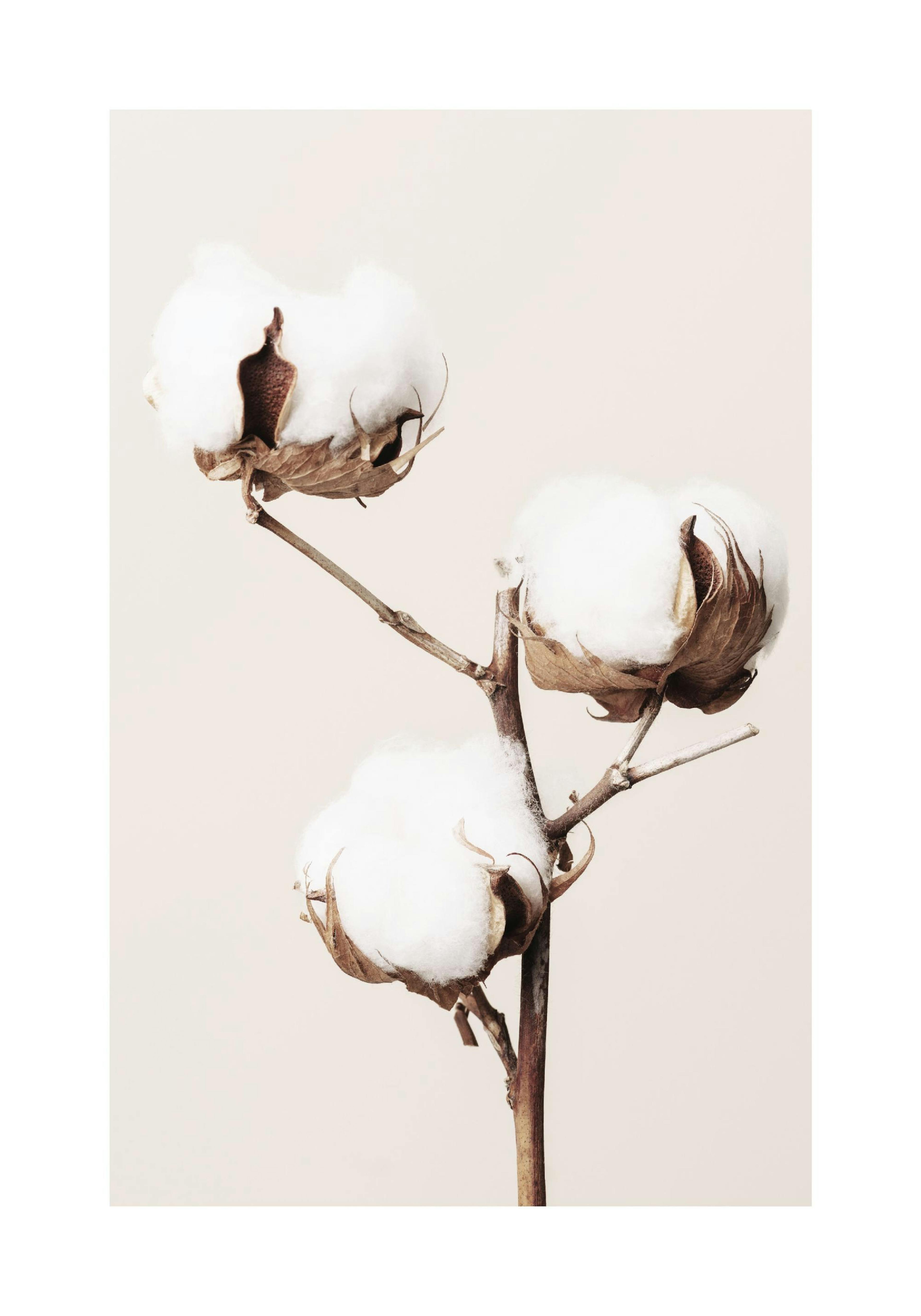 Cotton Flower Poster thumbnail
