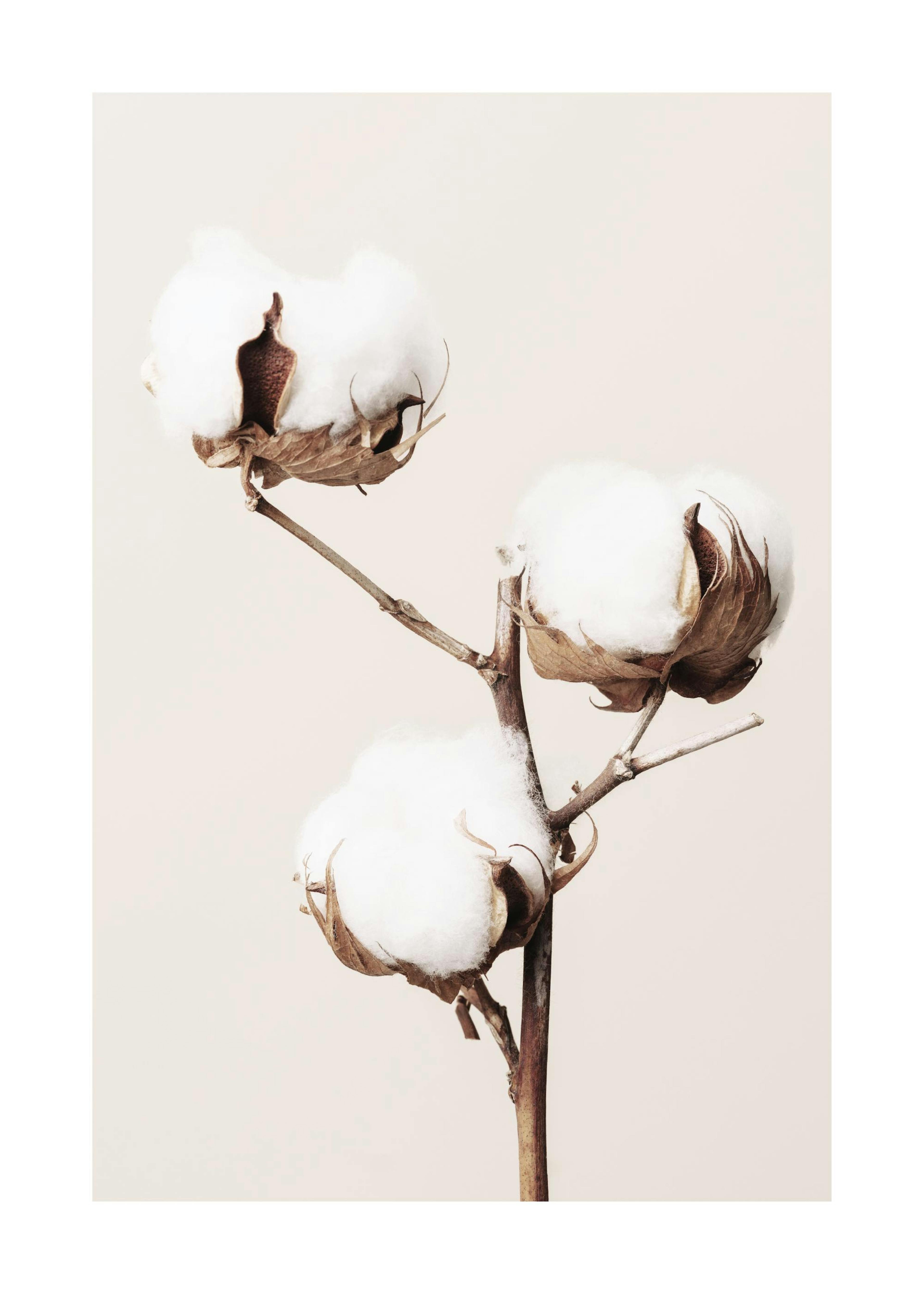 Baumwollblüte Poster 0