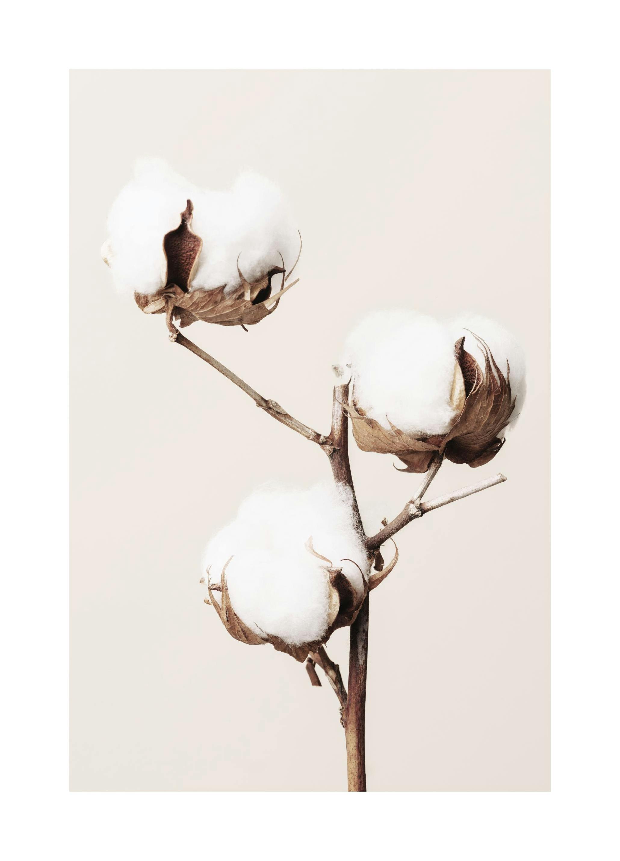 Katoenplant Poster (50x70 cm) - Poster Store