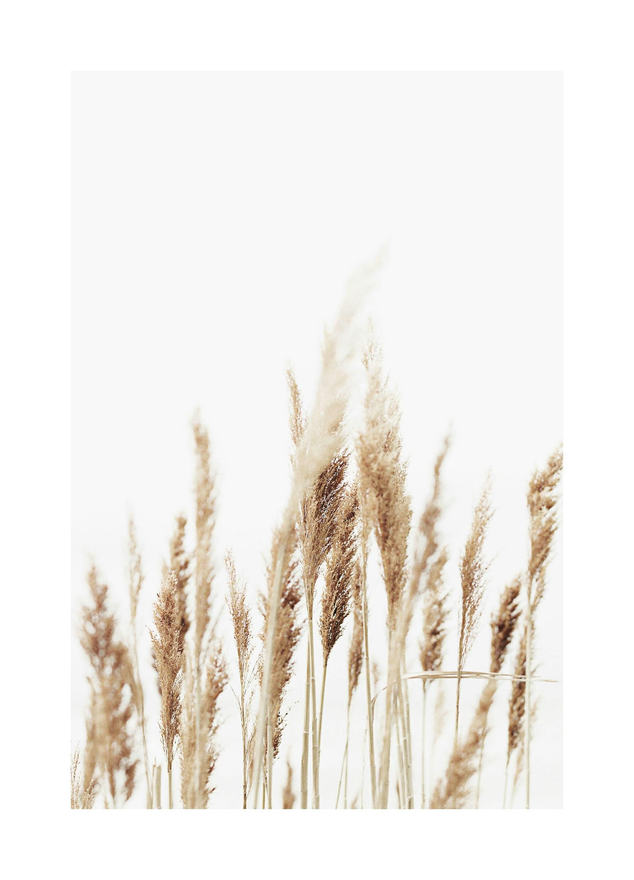 Rietpluimen Poster (21x30 cm) - Poster Store
