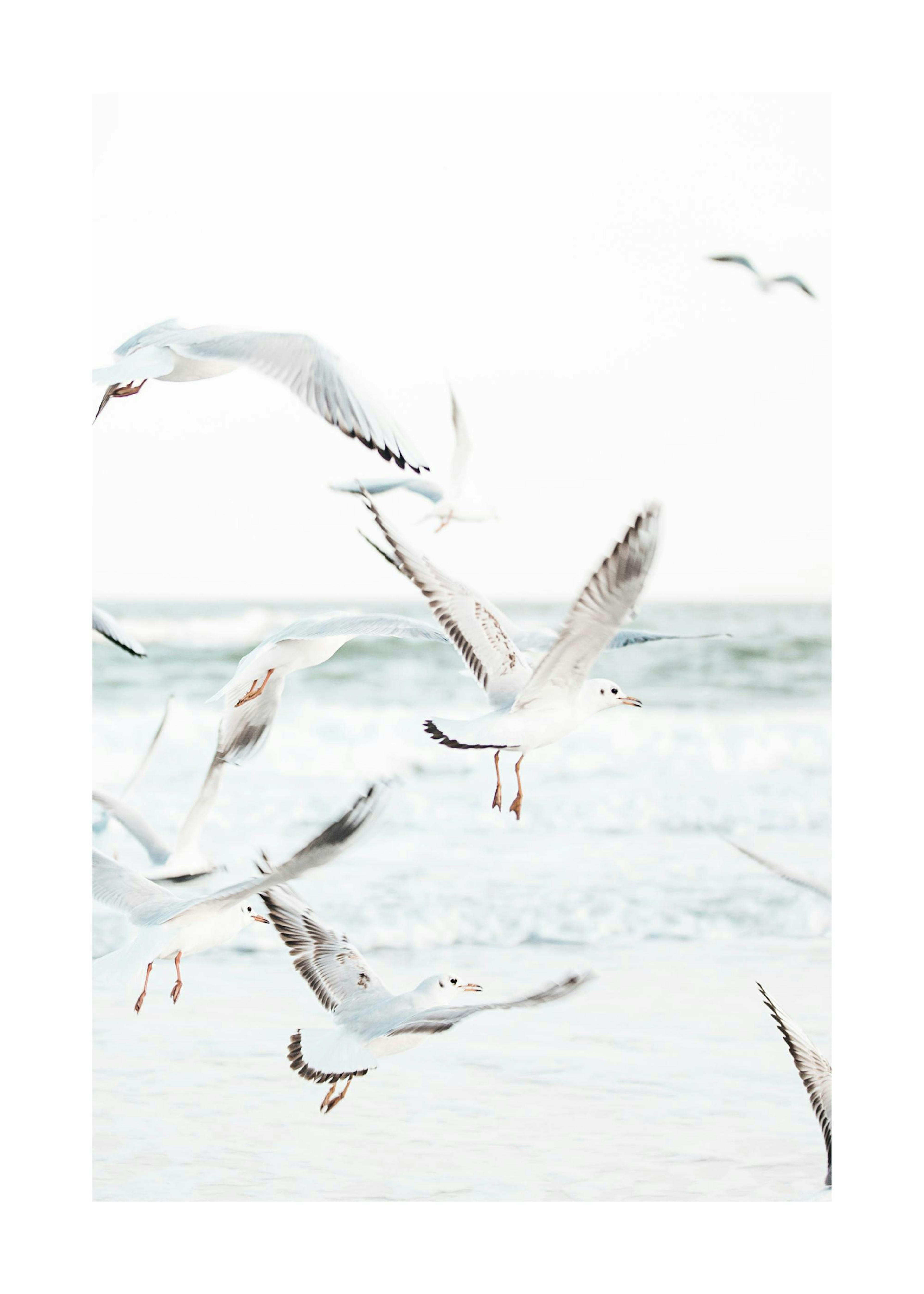 Mouettes Volantes Poster 0