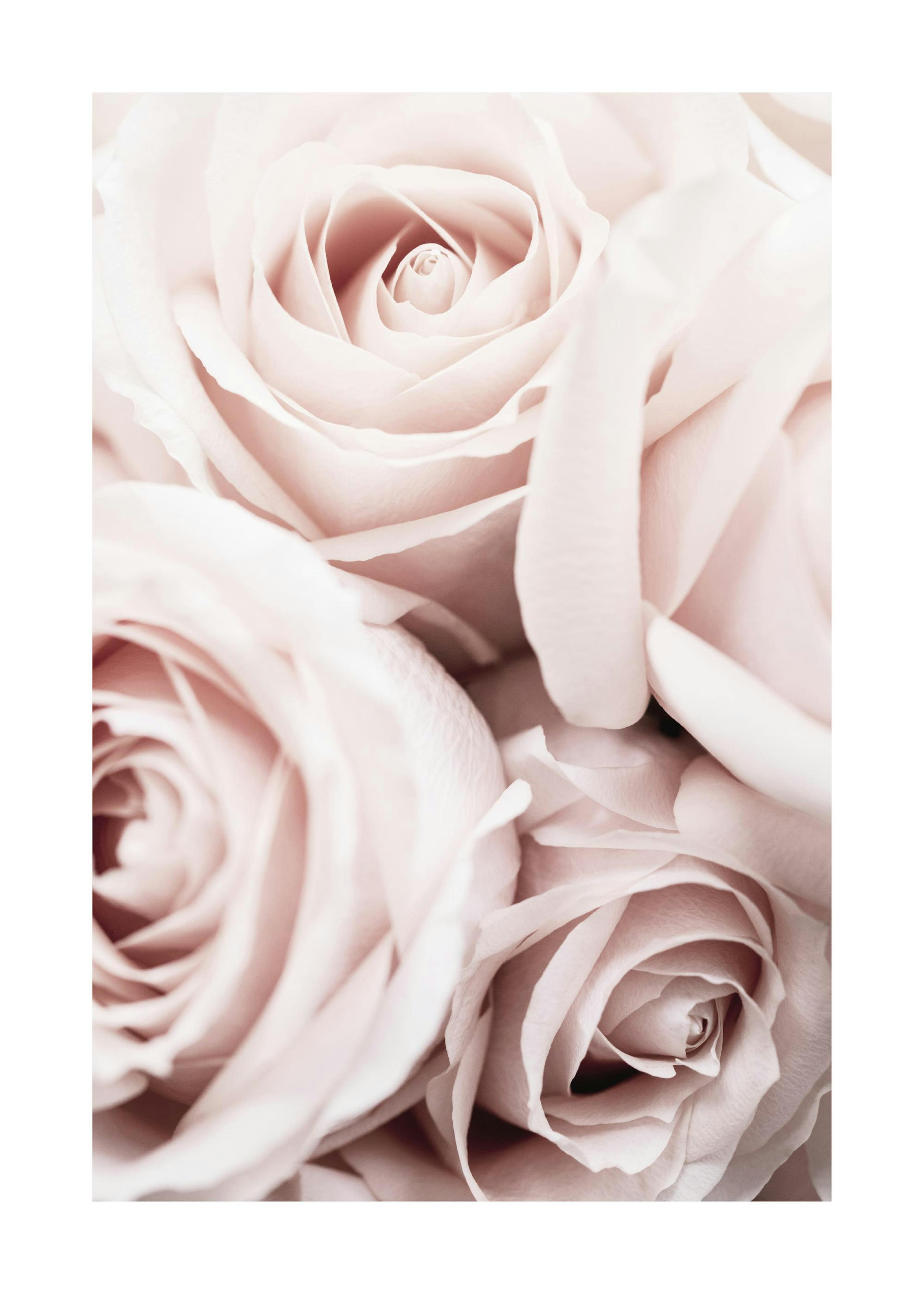 Pink Roses Poster 0