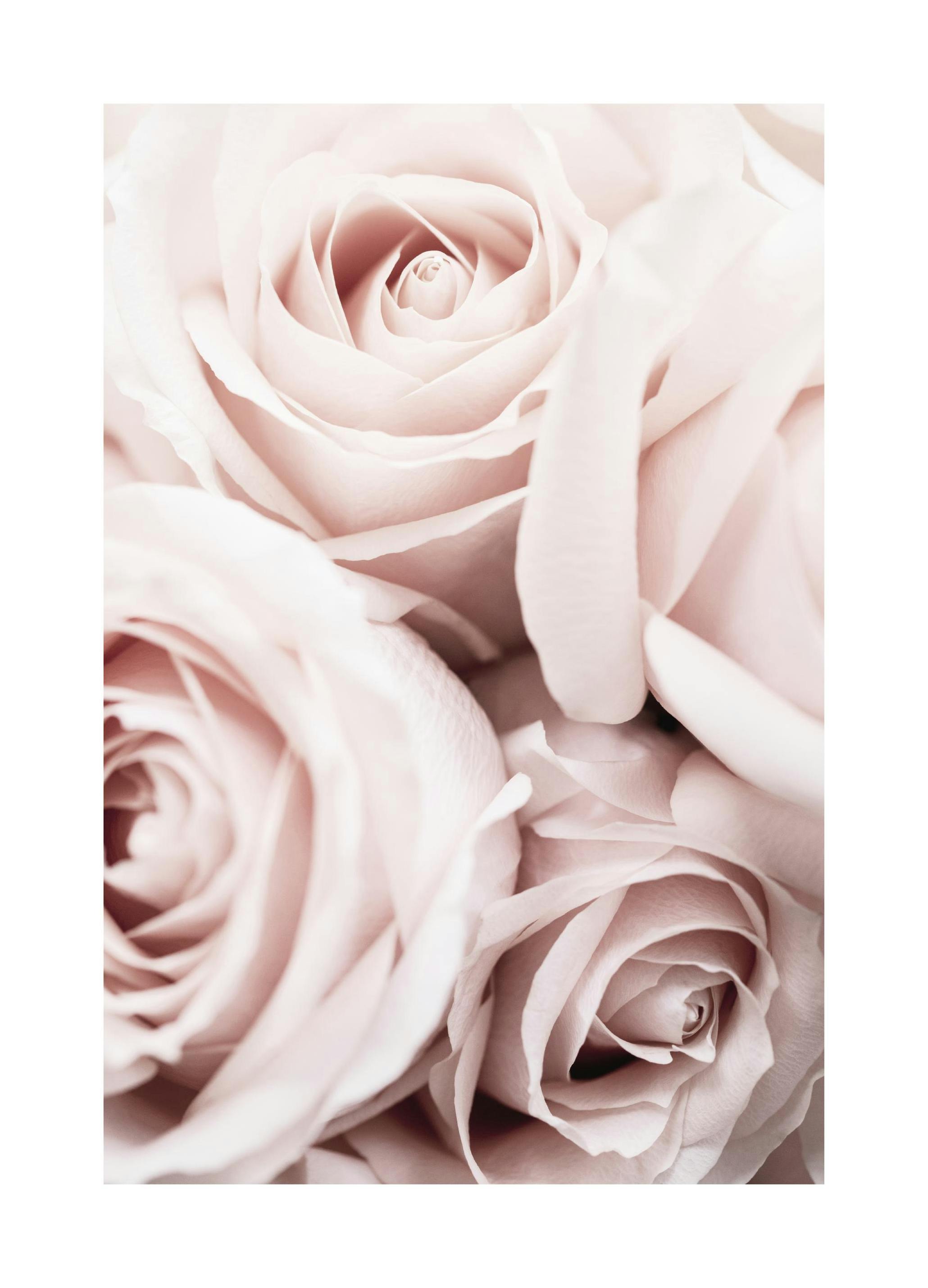 Rosa Rosor Poster (50x70 cm) - Poster Store