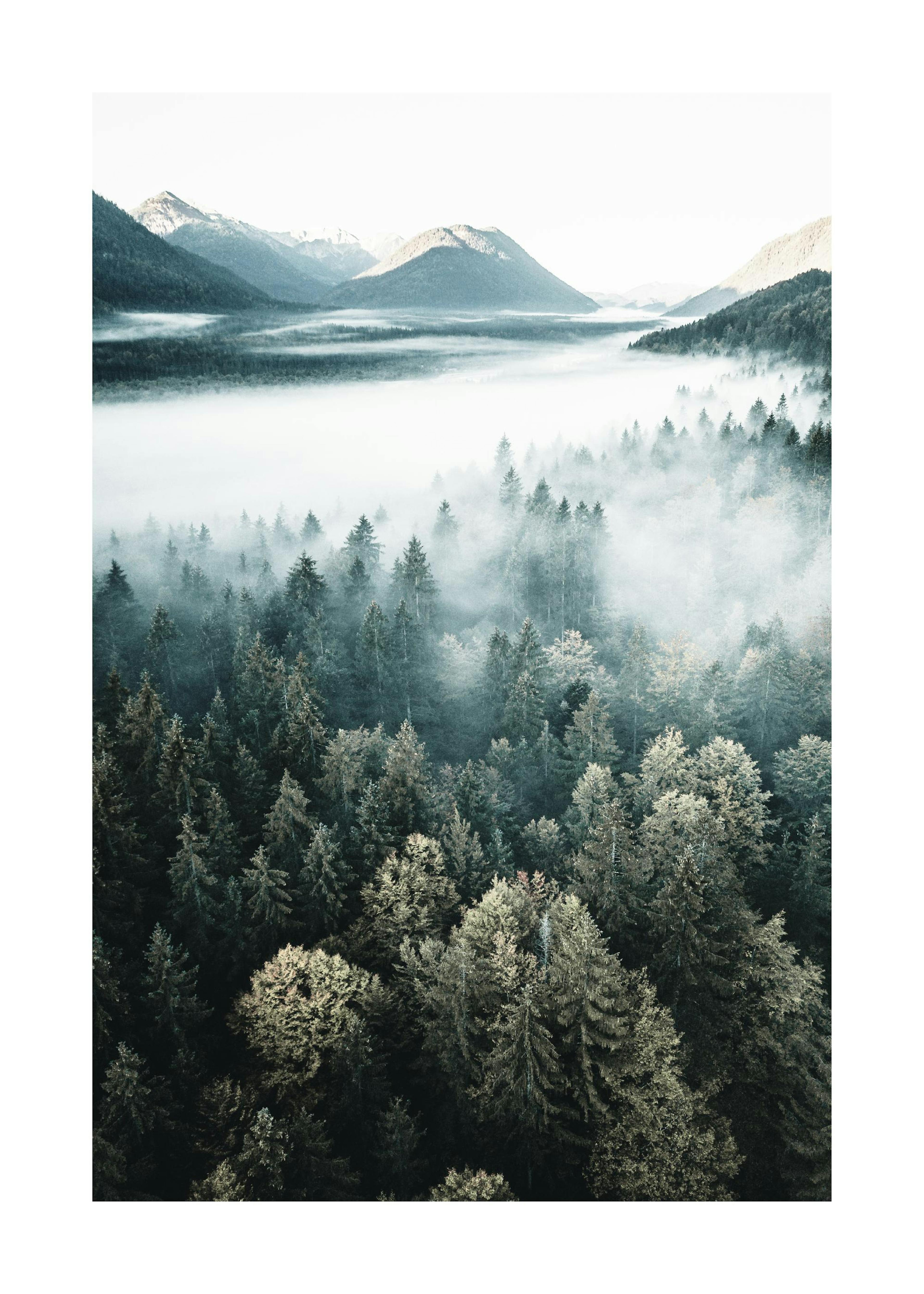 Forêt dans les Nuages Poster 0