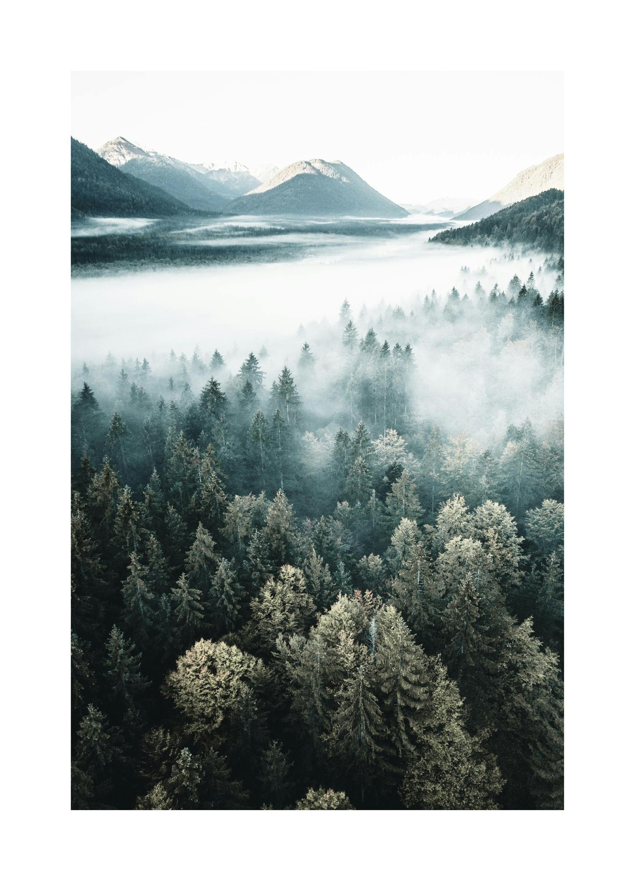 Sumuinen Metsä Juliste (50x70 cm) - Poster Store