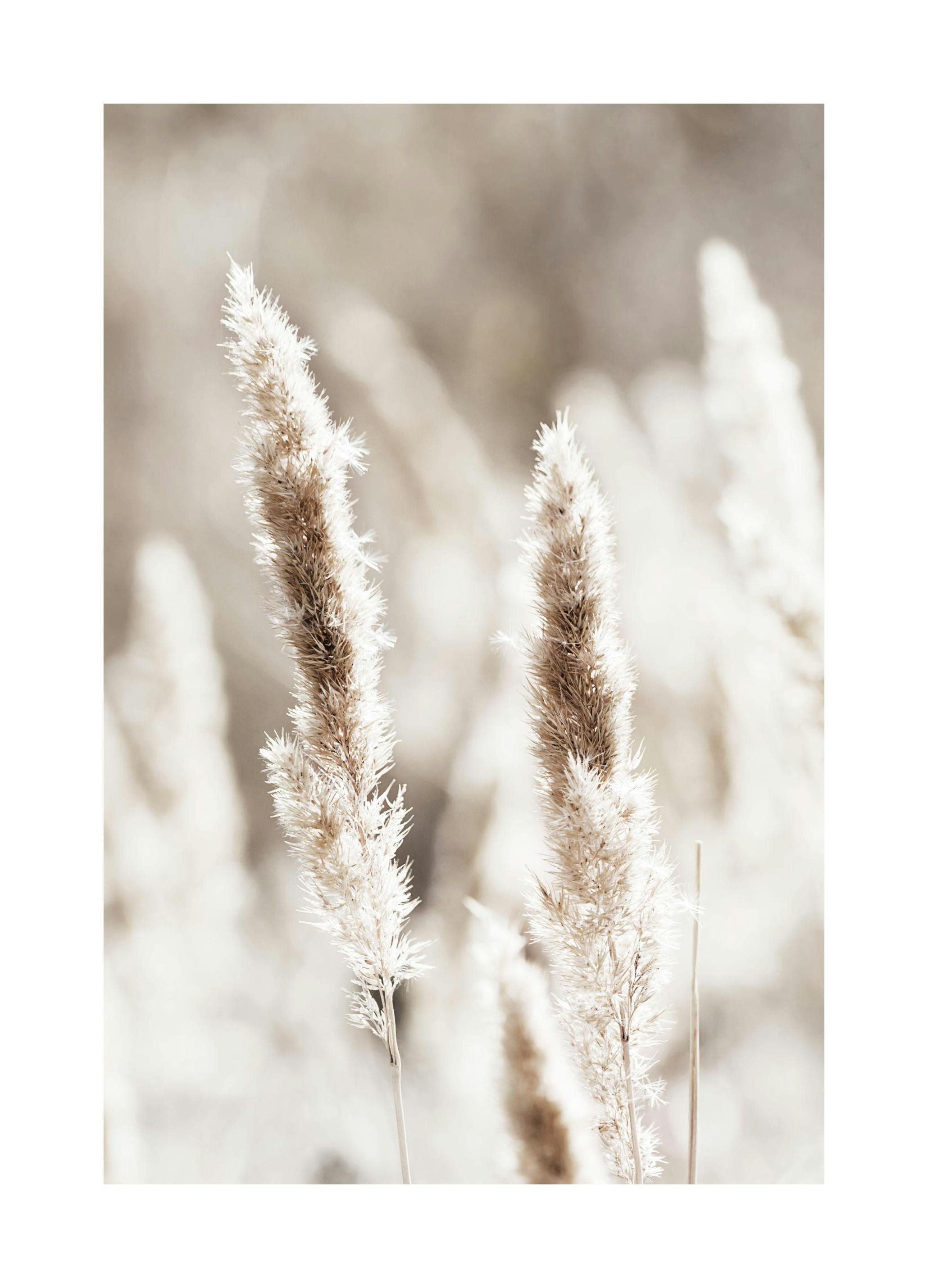 Pampa Riet Poster (50x70 cm) - Poster Store