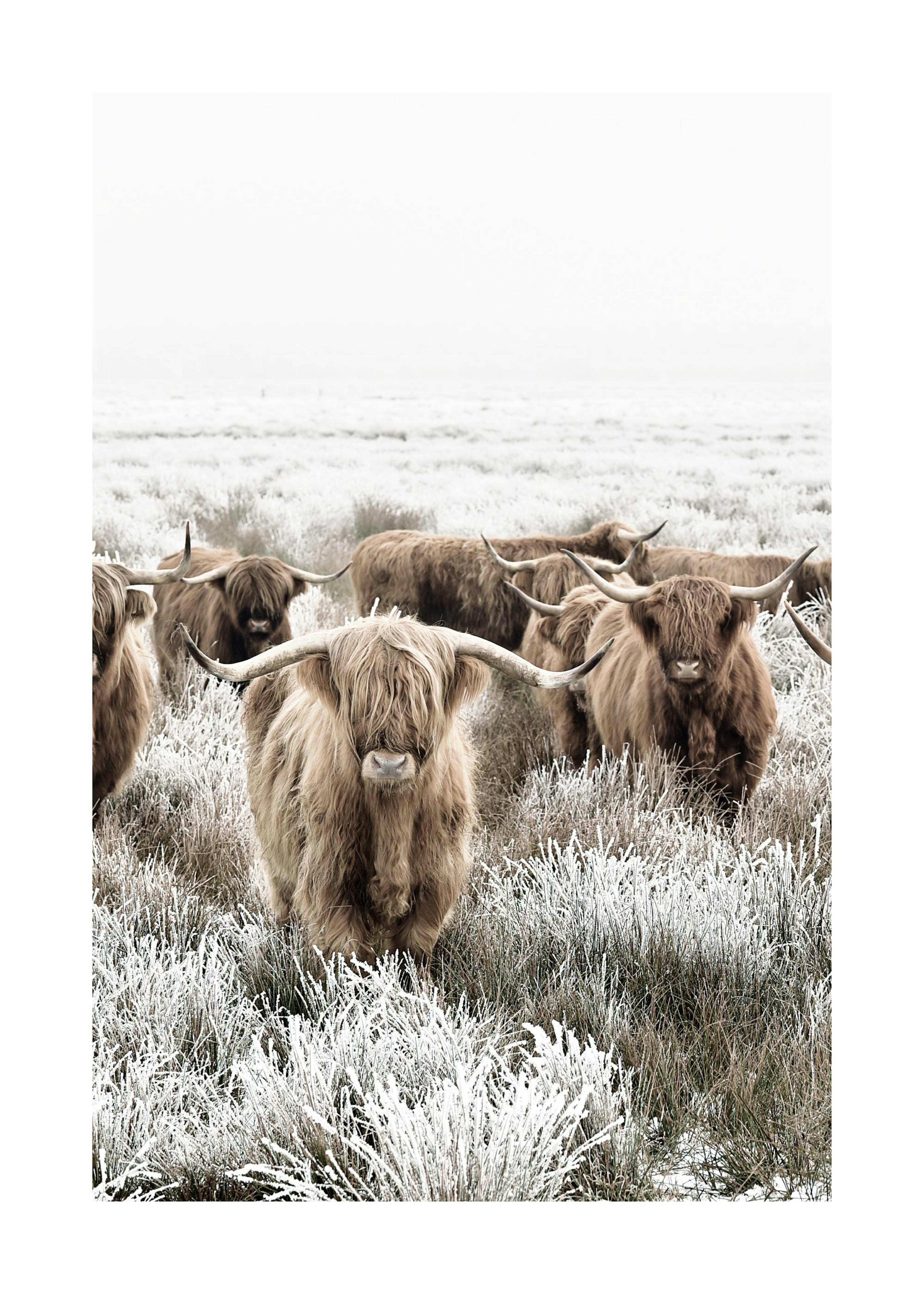 Manada Tierras Altas Póster 0