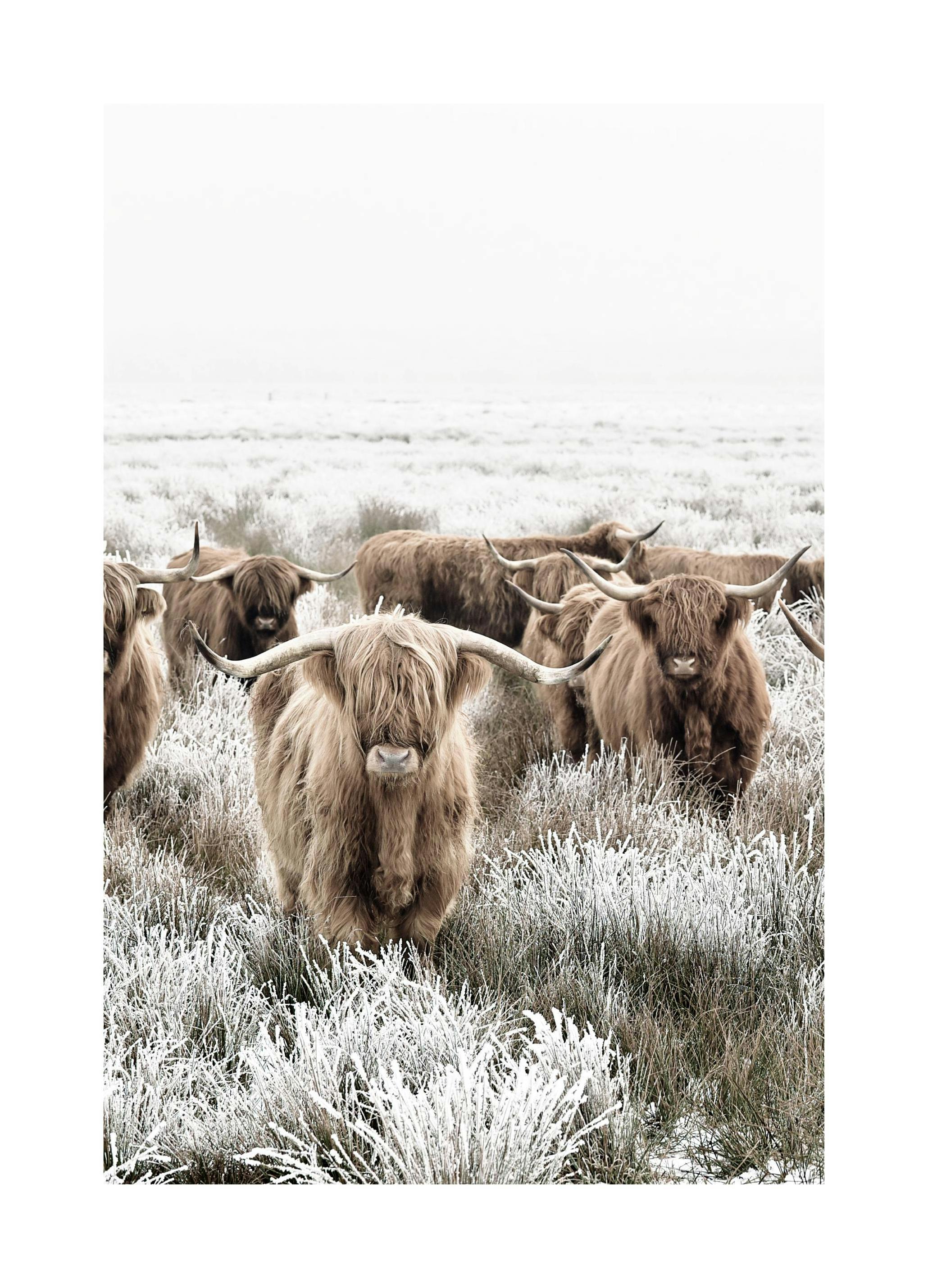 Highland Flock Poster (50x70 cm) - Poster Store