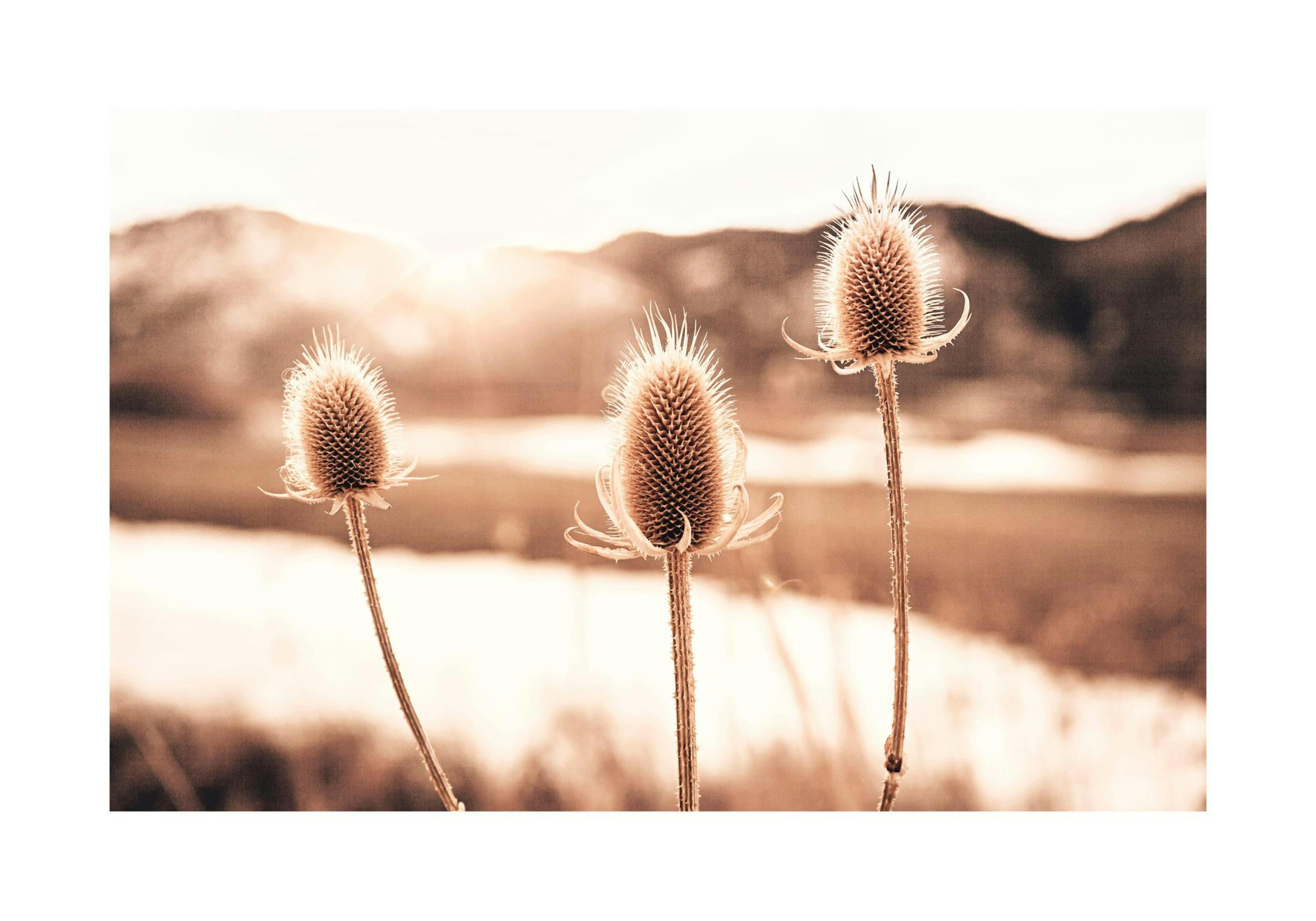 Thistle Flowers Poster thumbnail