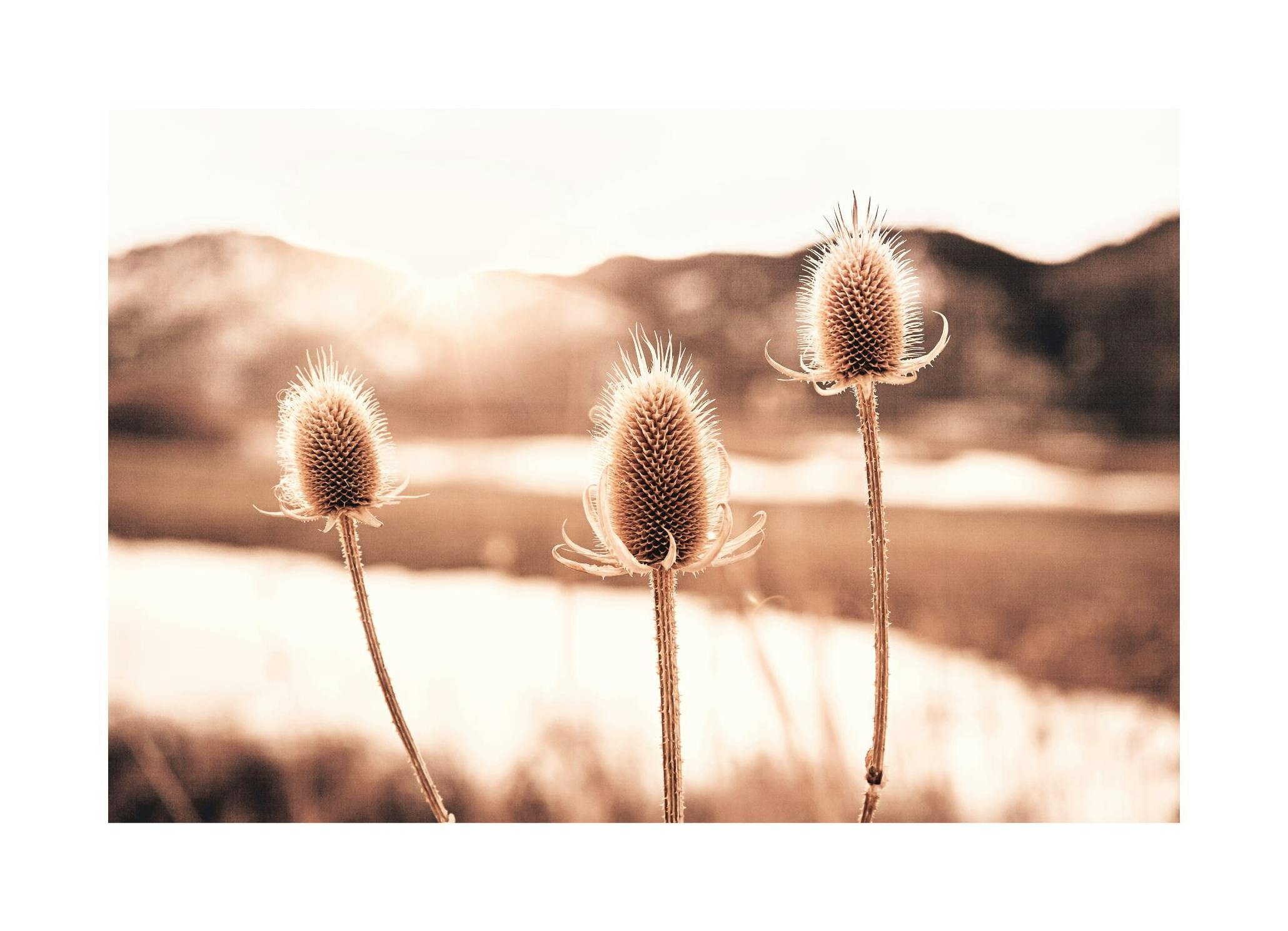 Distelbloemen Poster (21x30 cm) - Poster Store