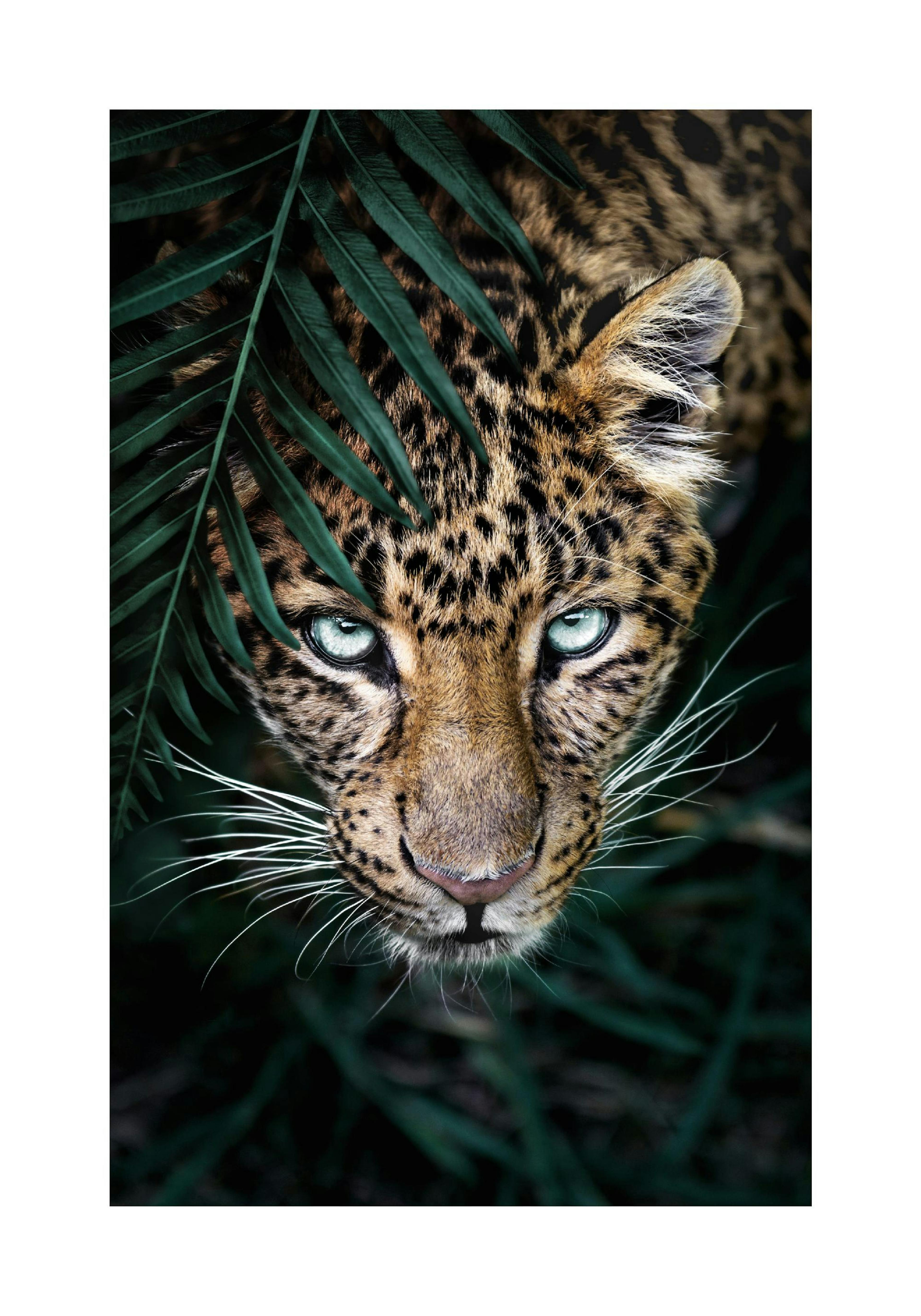 Leopardo Salvaje Poster thumbnail