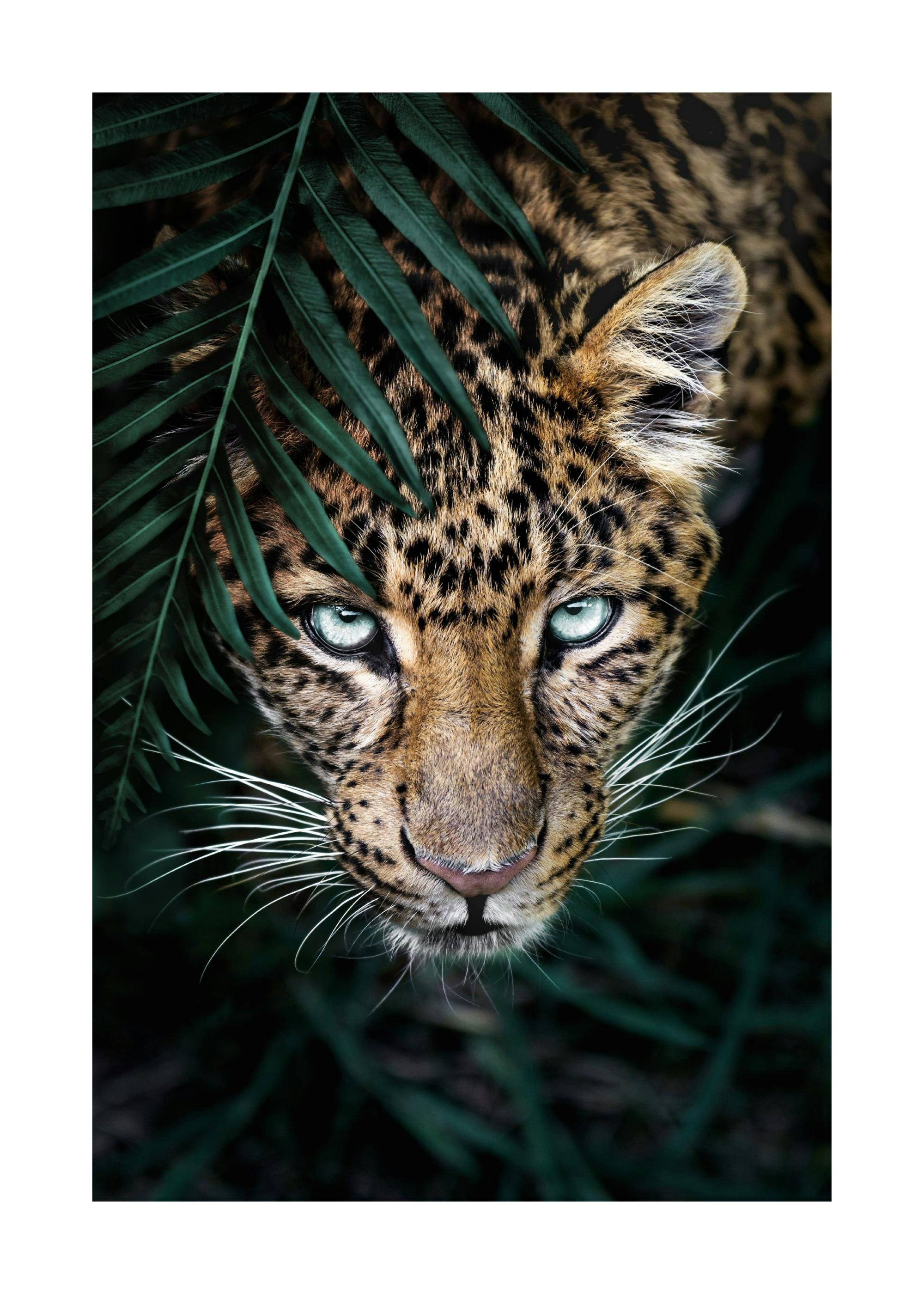 Wilder Leopard Poster 0