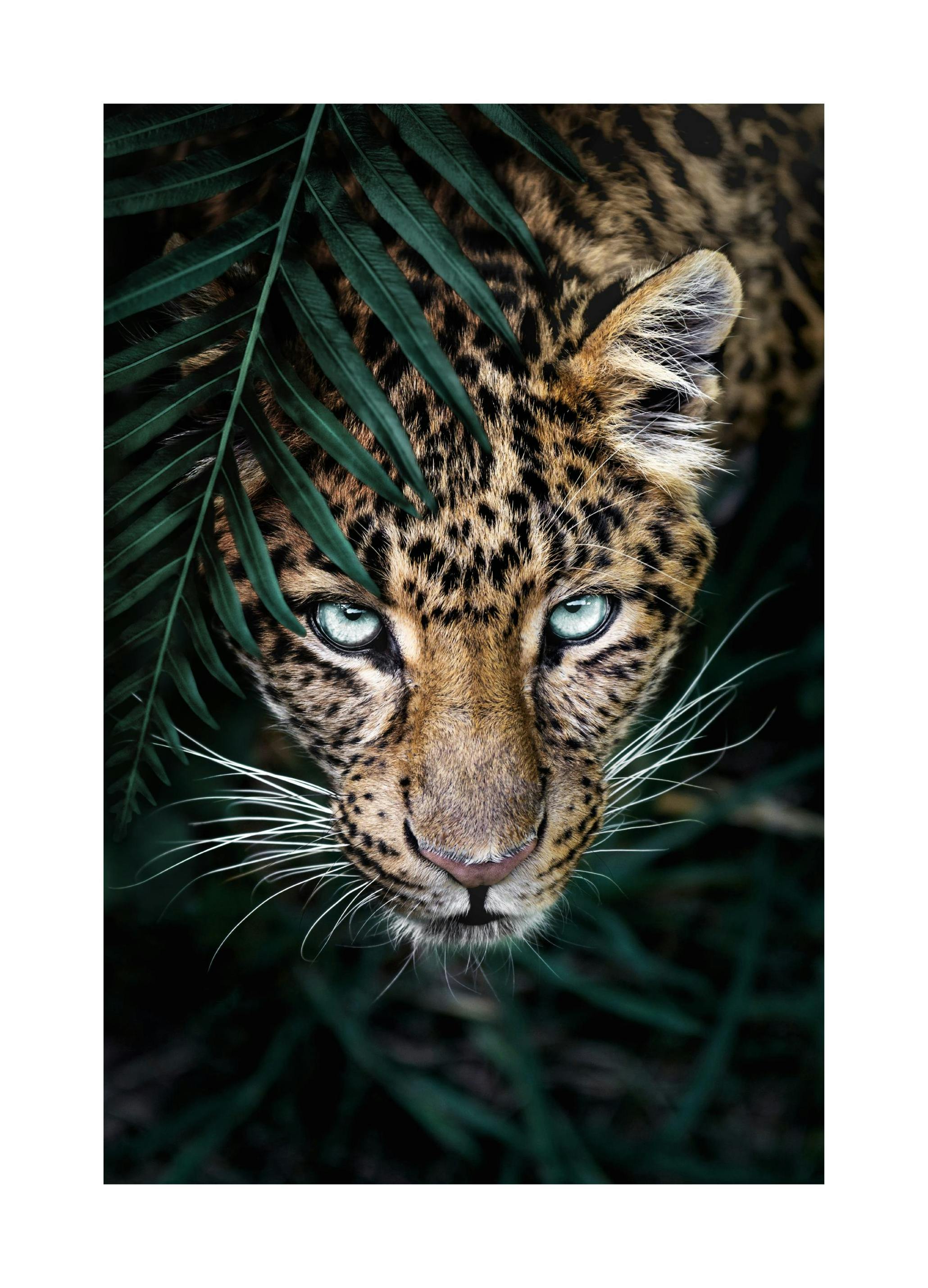 Vild Leopard Poster (21x30 cm) - Poster Store