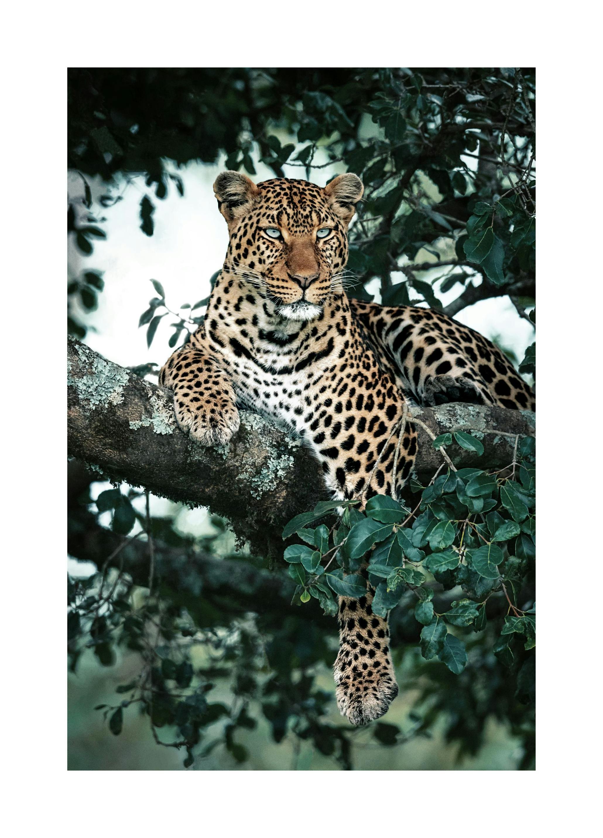 Ståtlig Leopard Poster (50x70 cm) - Poster Store