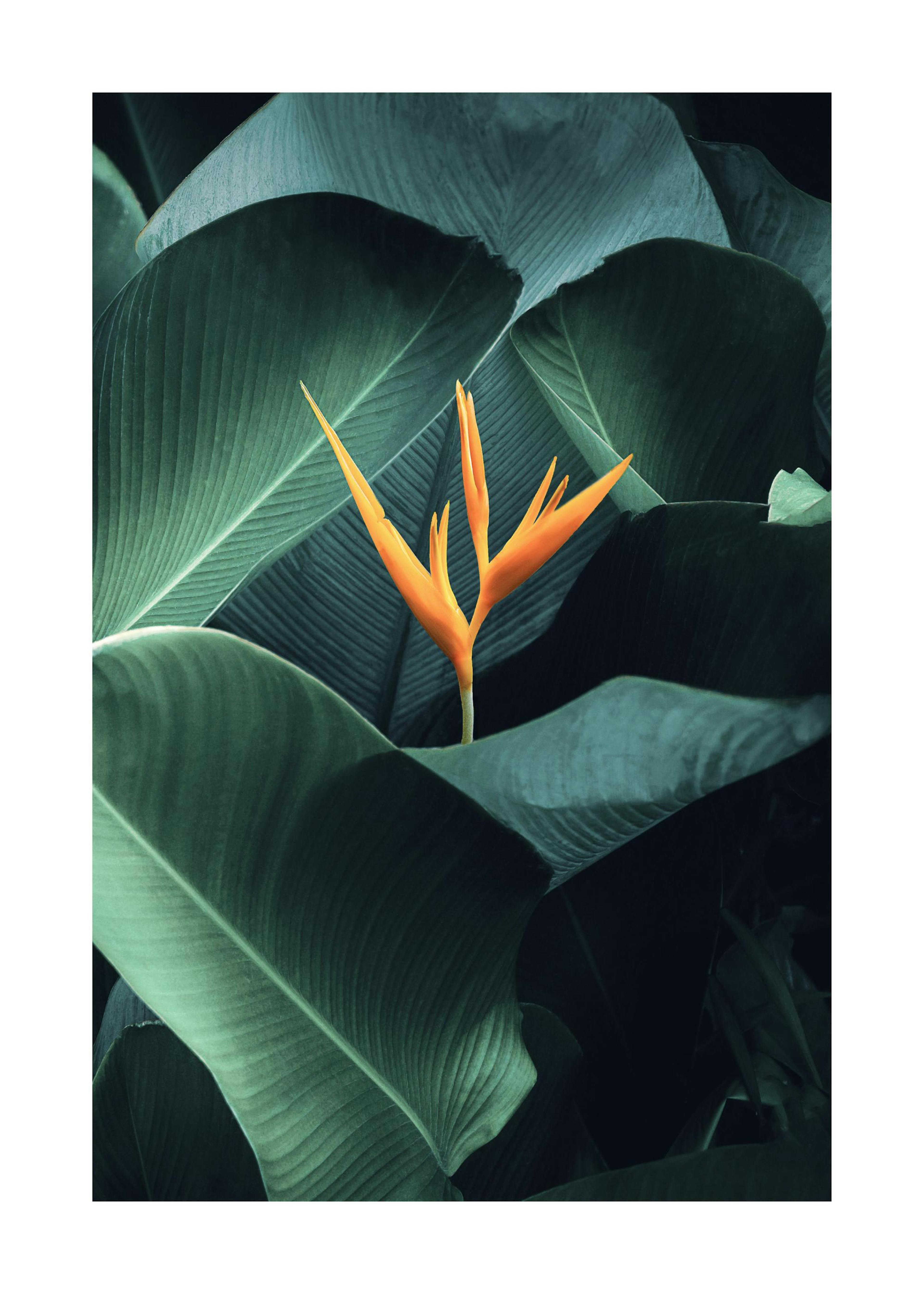 Heliconia Poster 0