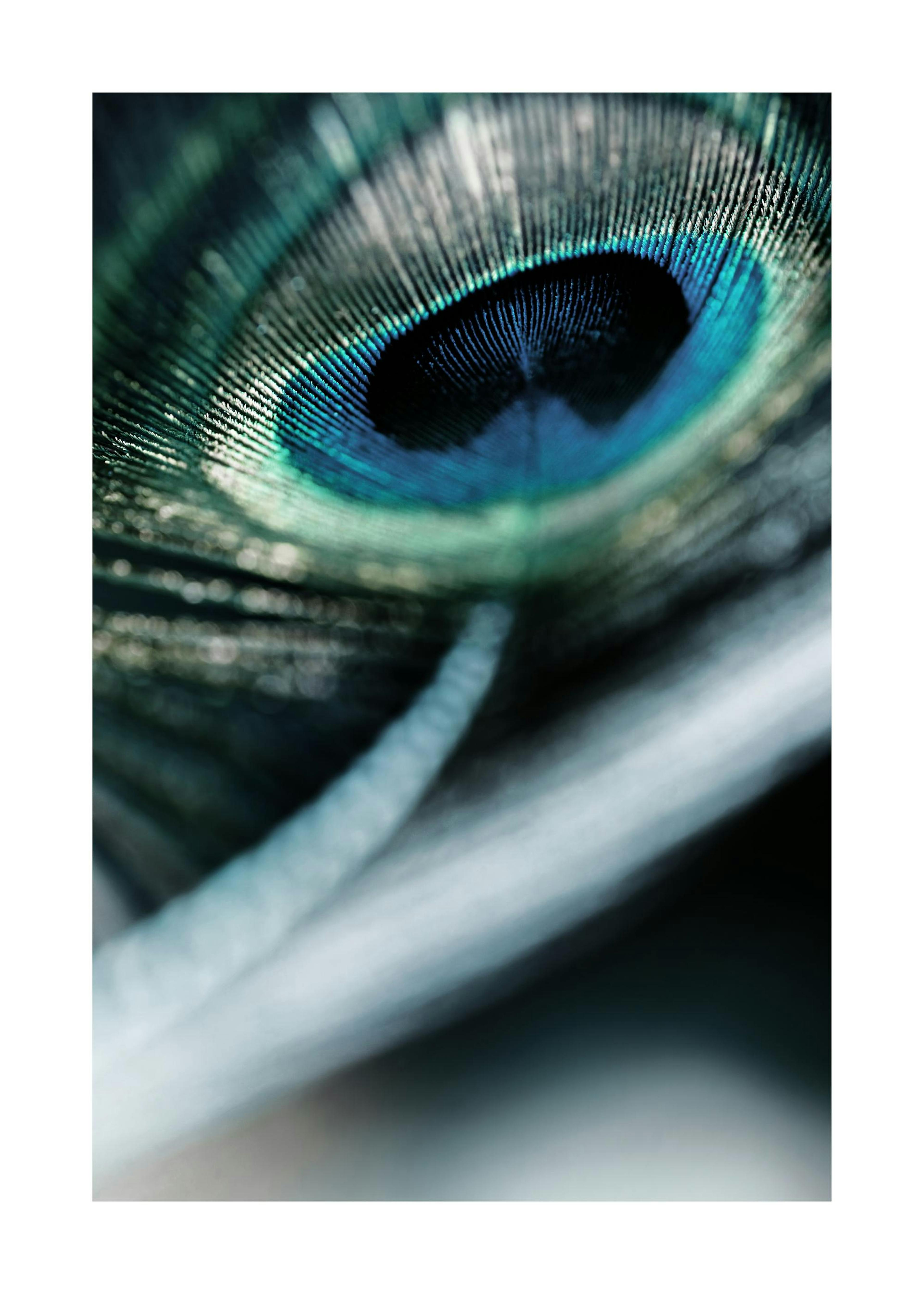 Peacock Feather Poster 0