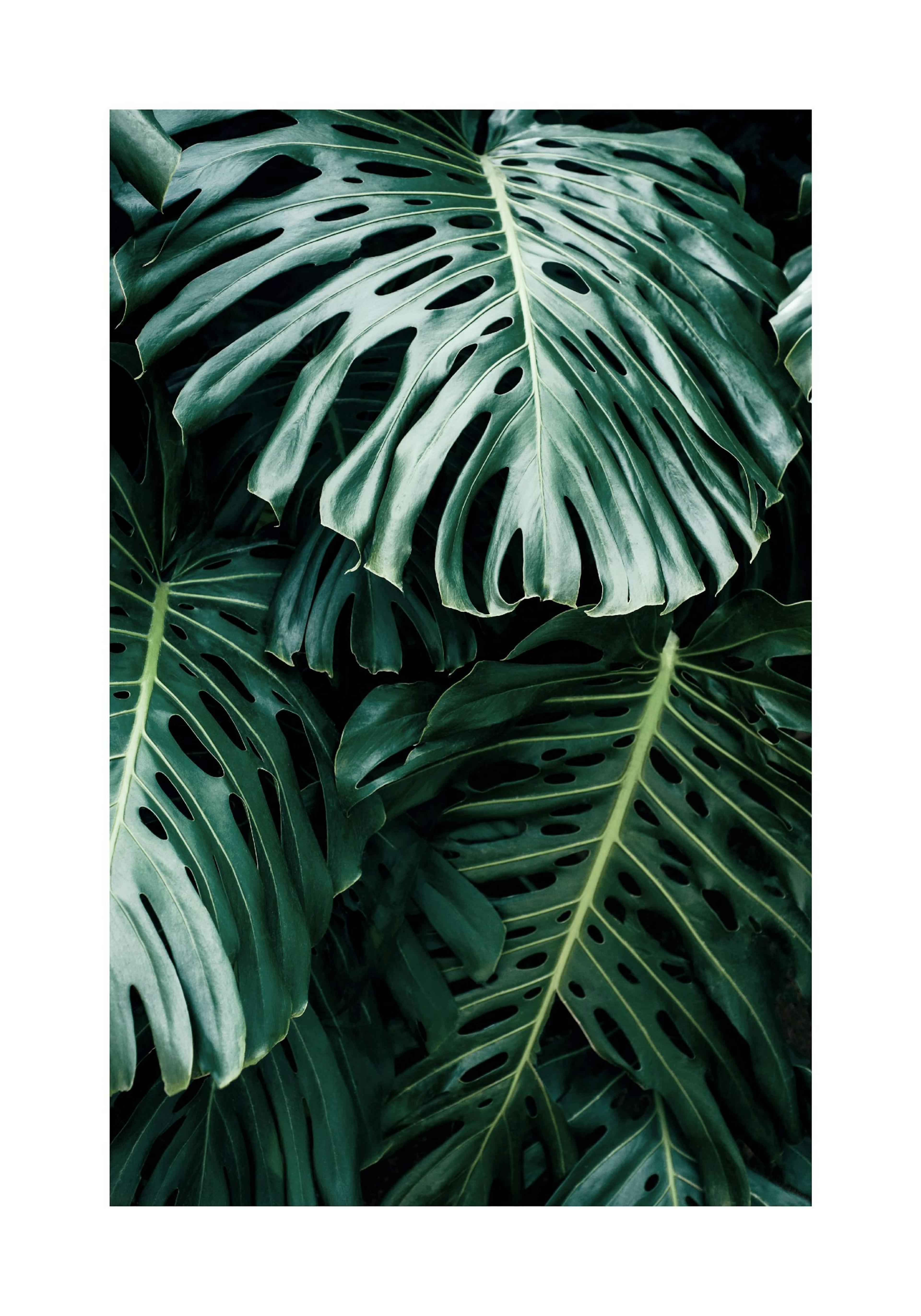 Plakat Monstera w Cieniu thumbnail