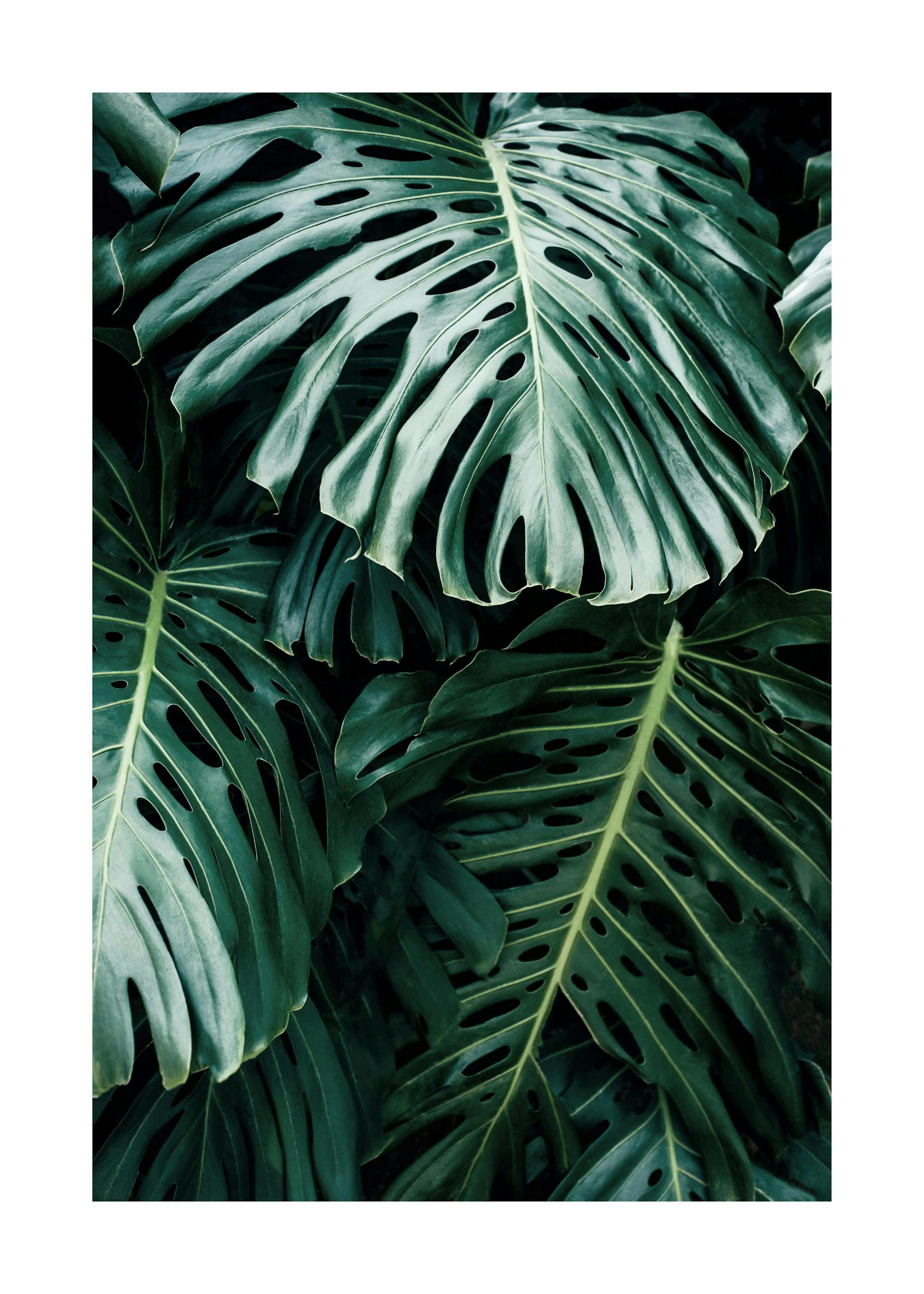 Monstera Oscura Poster 0